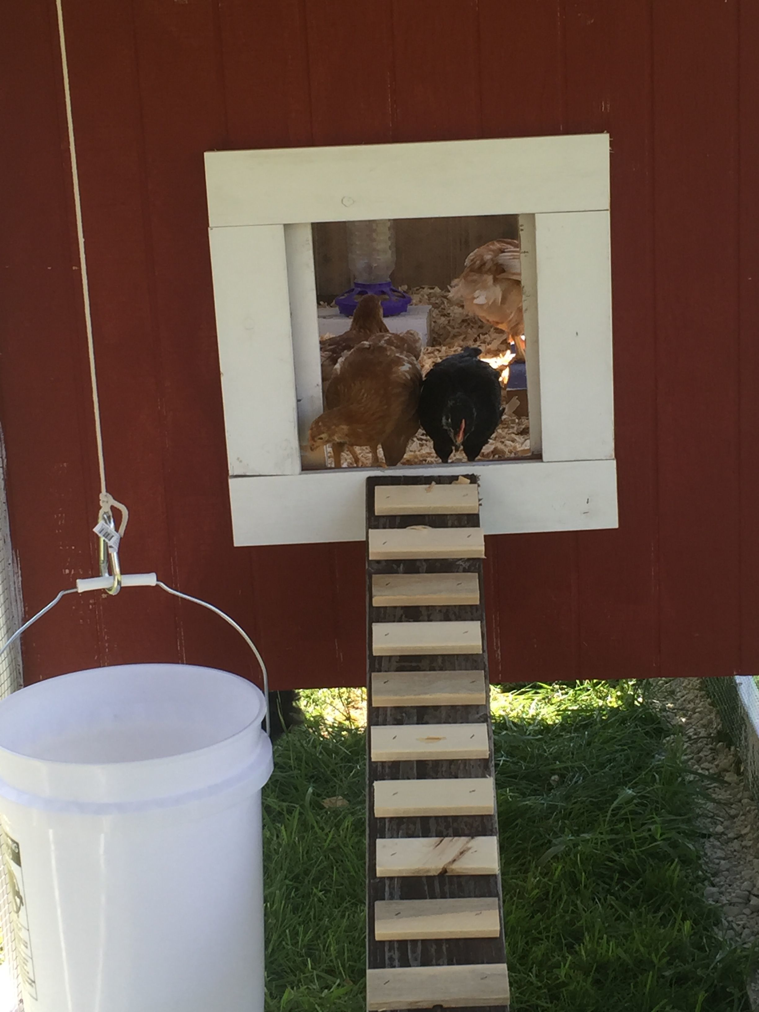 Checking out the coop