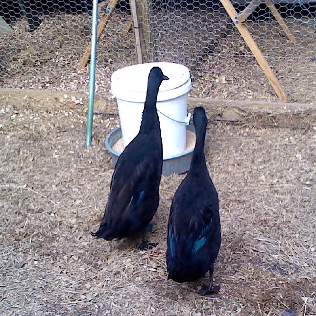 Checking out the feeder