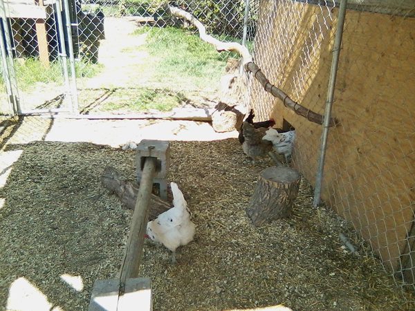 Checking out the fresh pine shavings in the run - silly things thought it tasted pretty good at first...