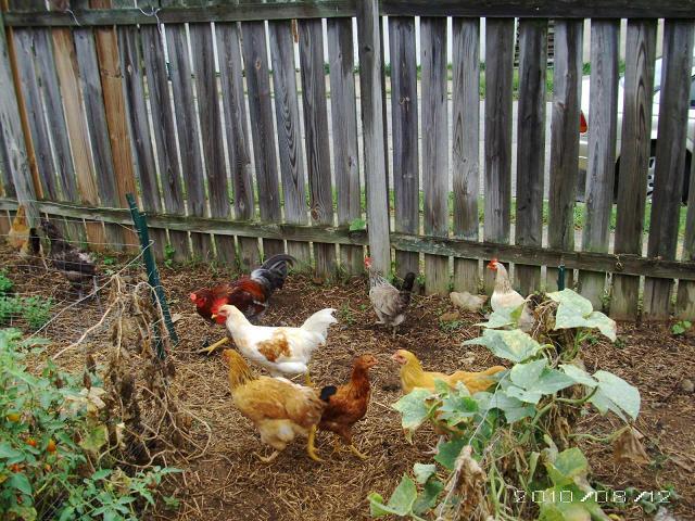 Checking out the garden