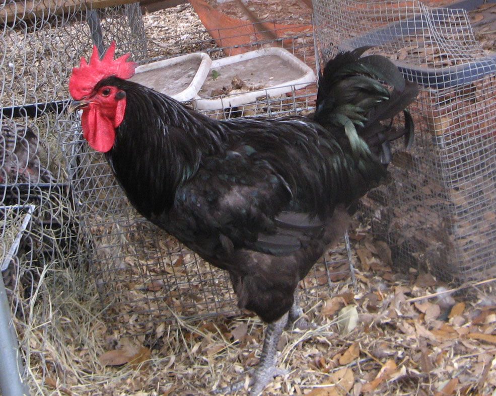 Checking out the hens.  This rooster is from Privett Hatchery.  He isn't pretty, but he introduced me to Australorps and won me to the breed.