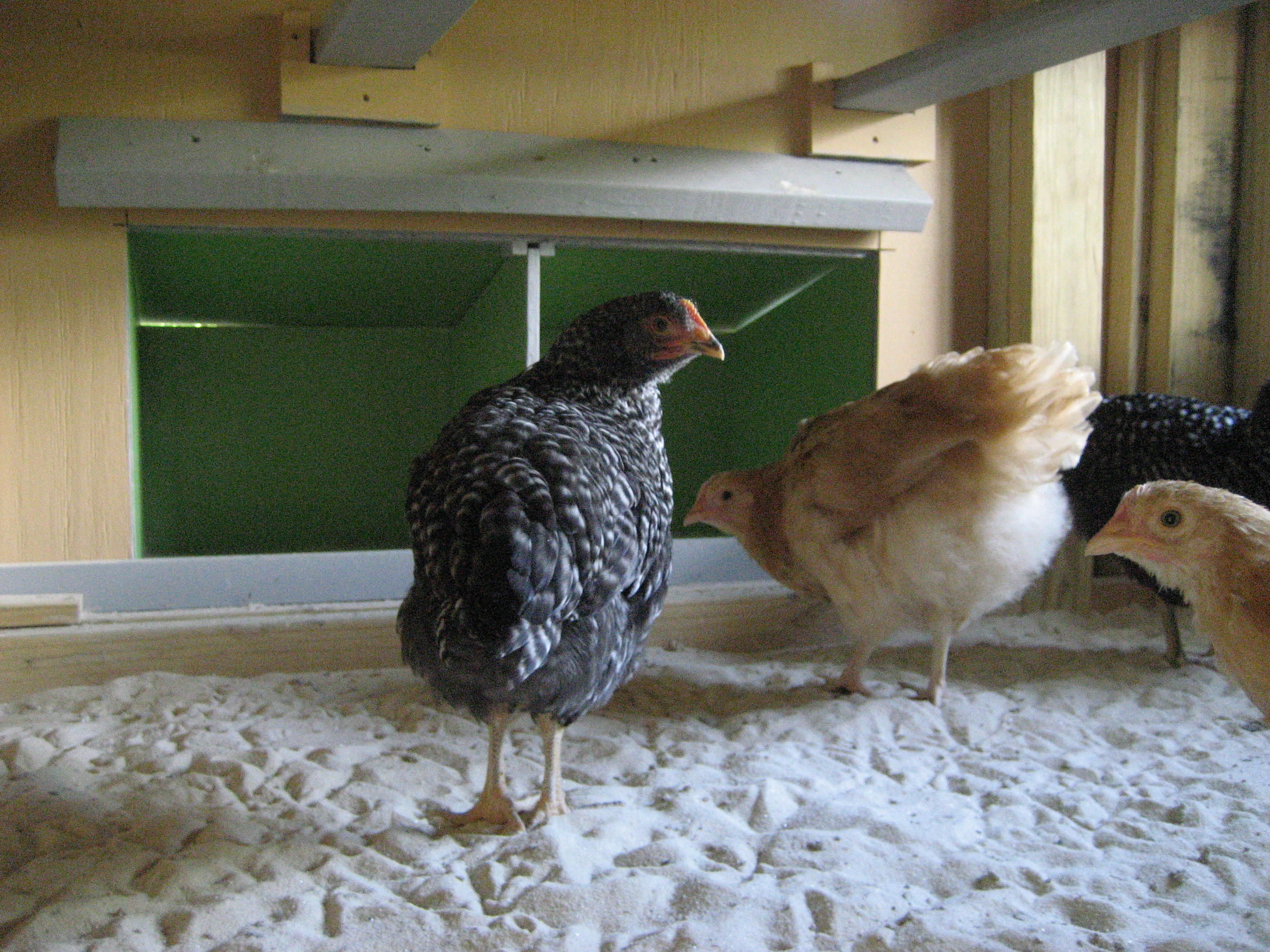 Checking out the nest boxes