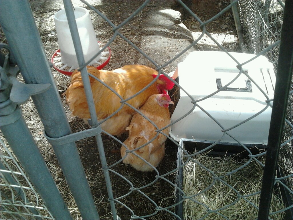 Checking out the new cat litter nesting box.