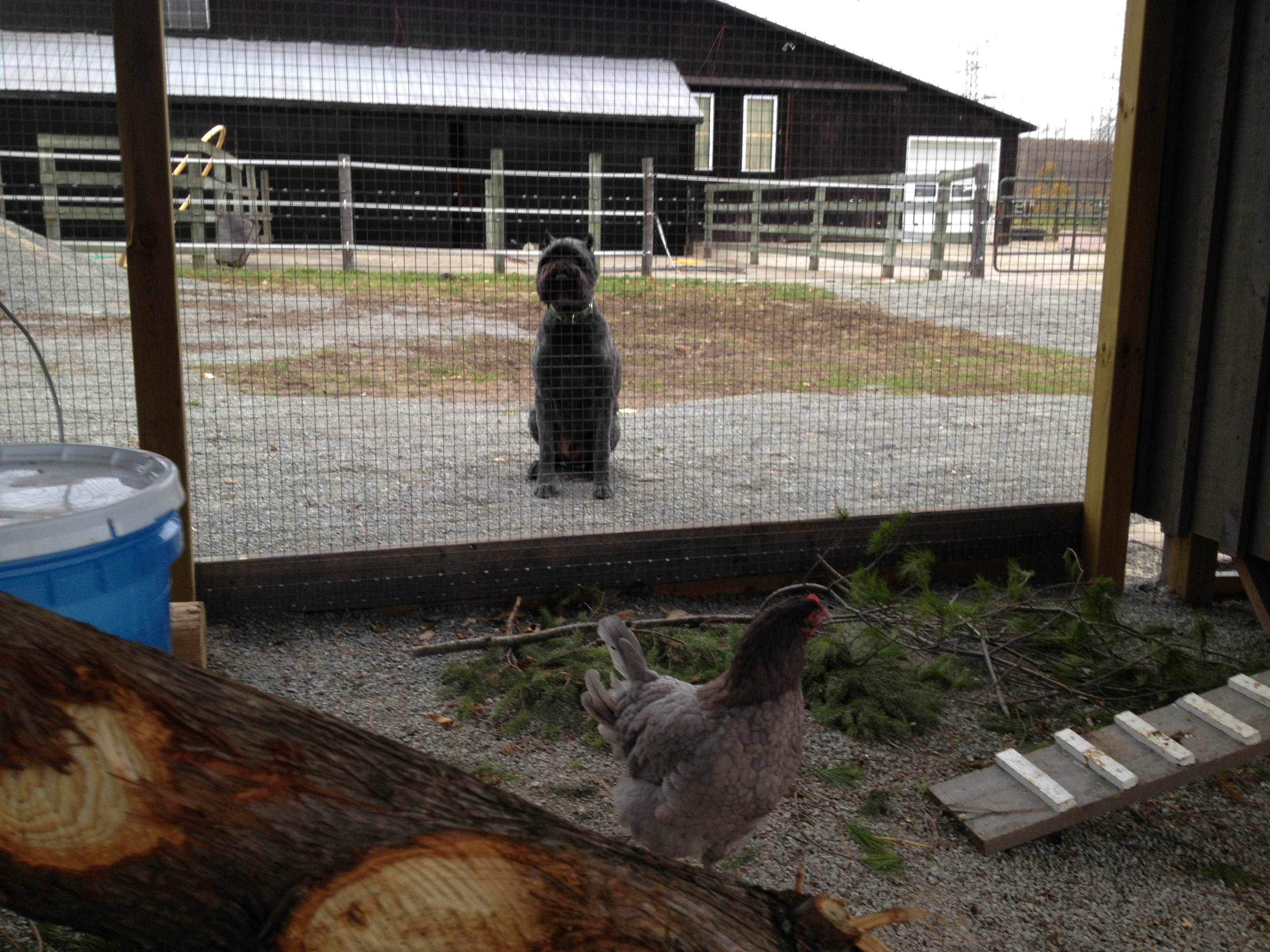 checking out the new chickens