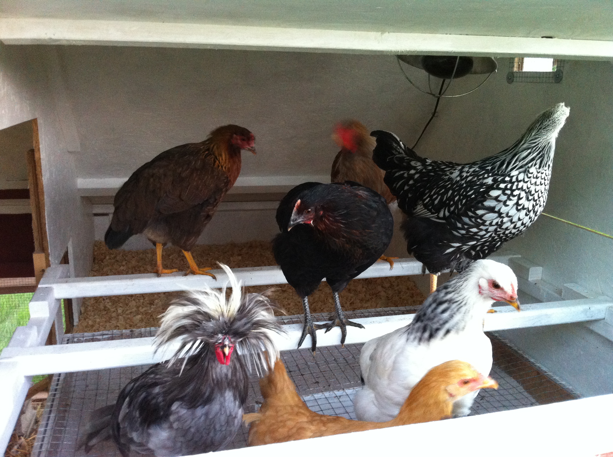 checking out the new coop