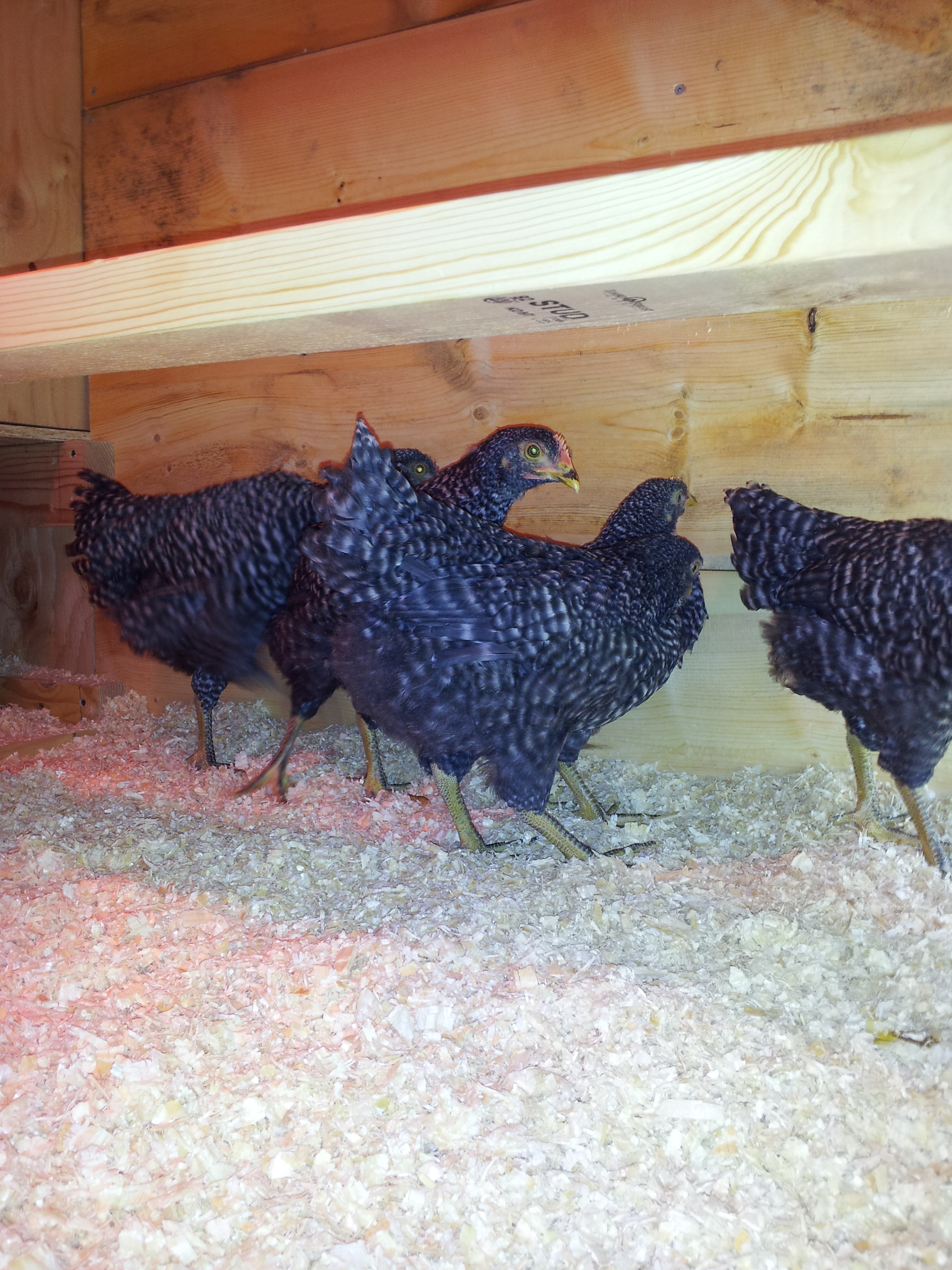 checking out the new coop