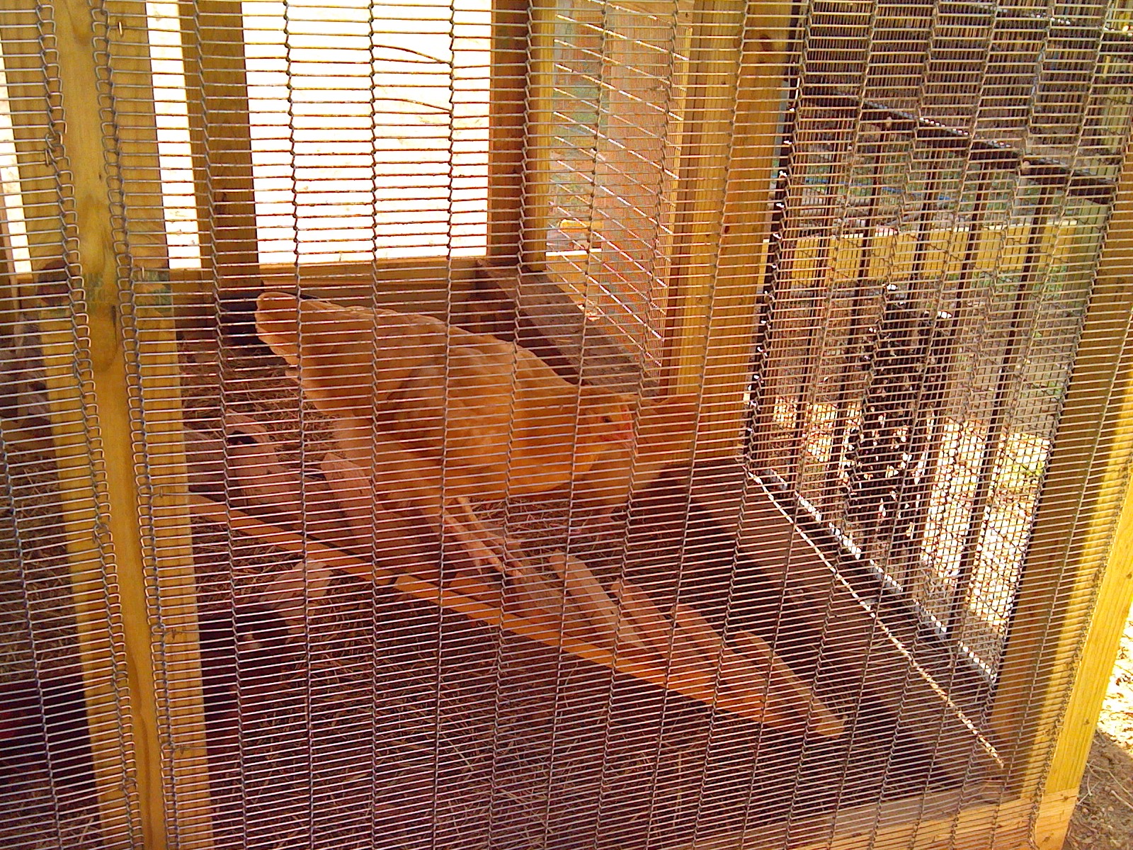 checking out the new coop