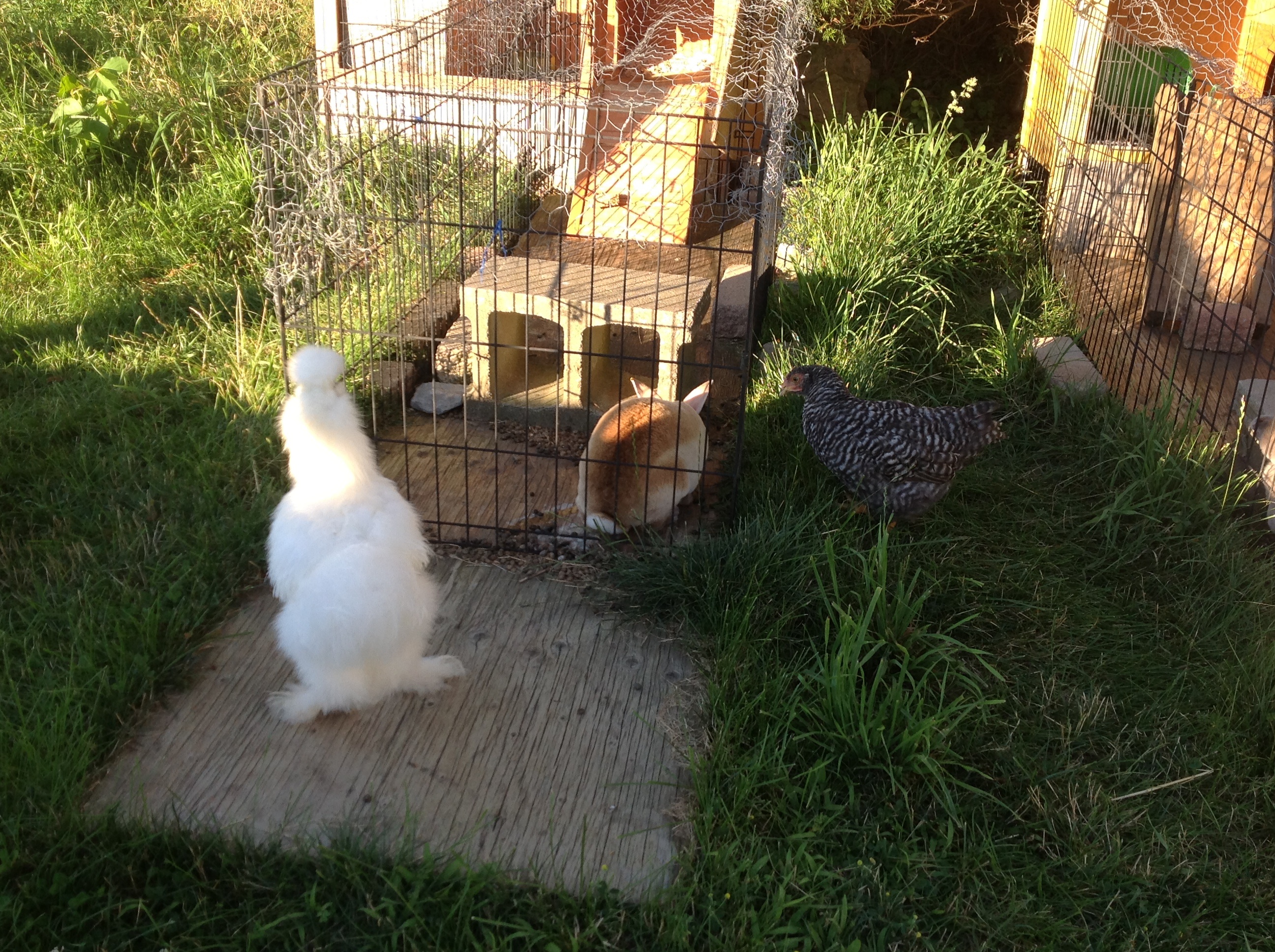 Checking out the rabbits :)