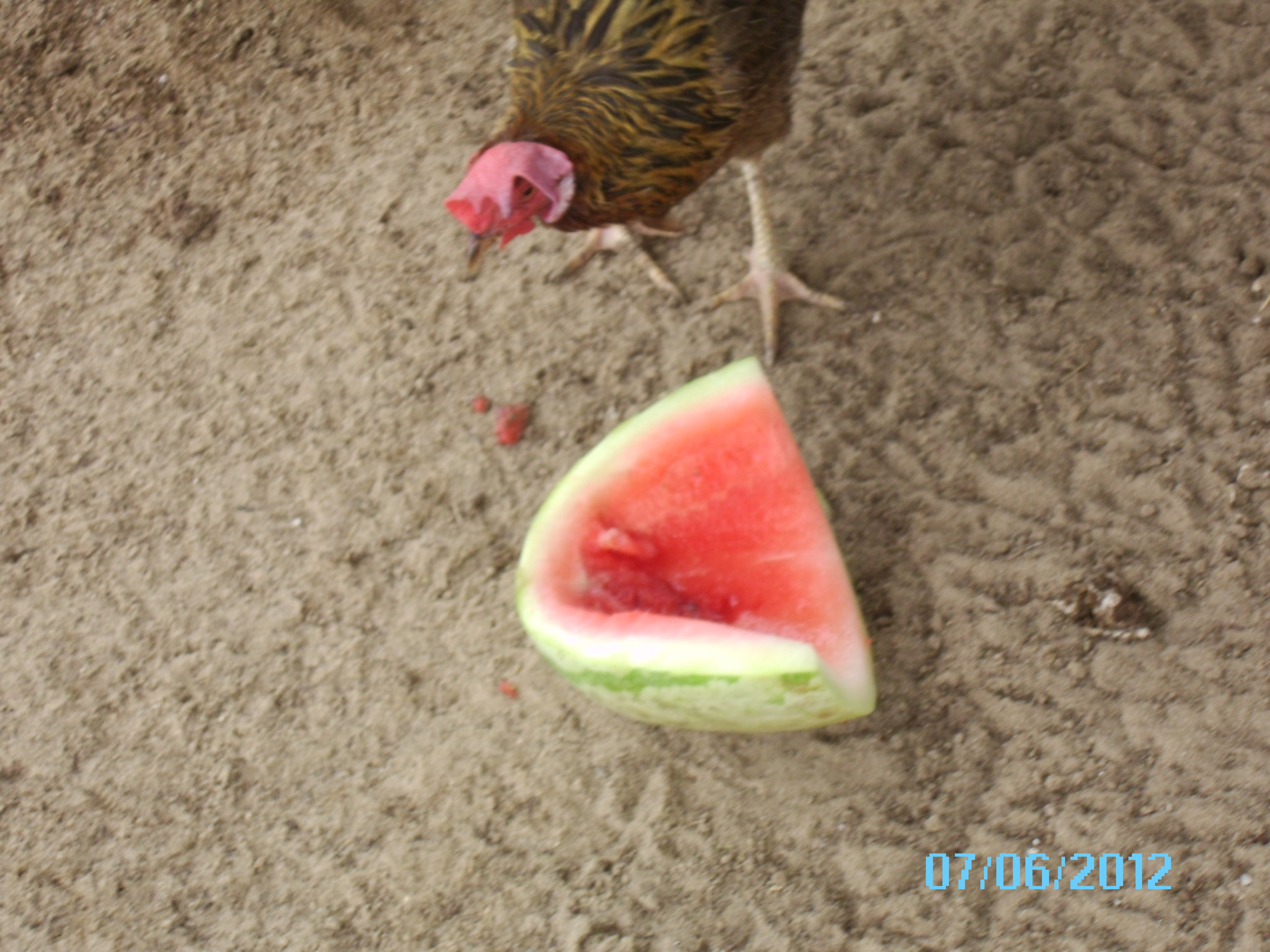 & checking out the watermelon