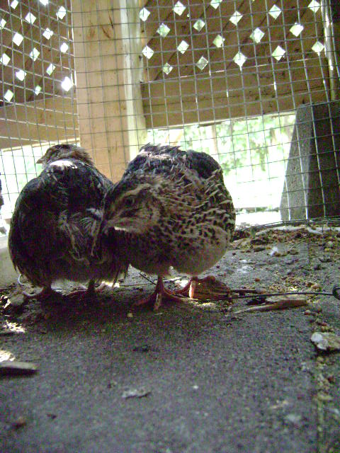 Checking out their new digs...