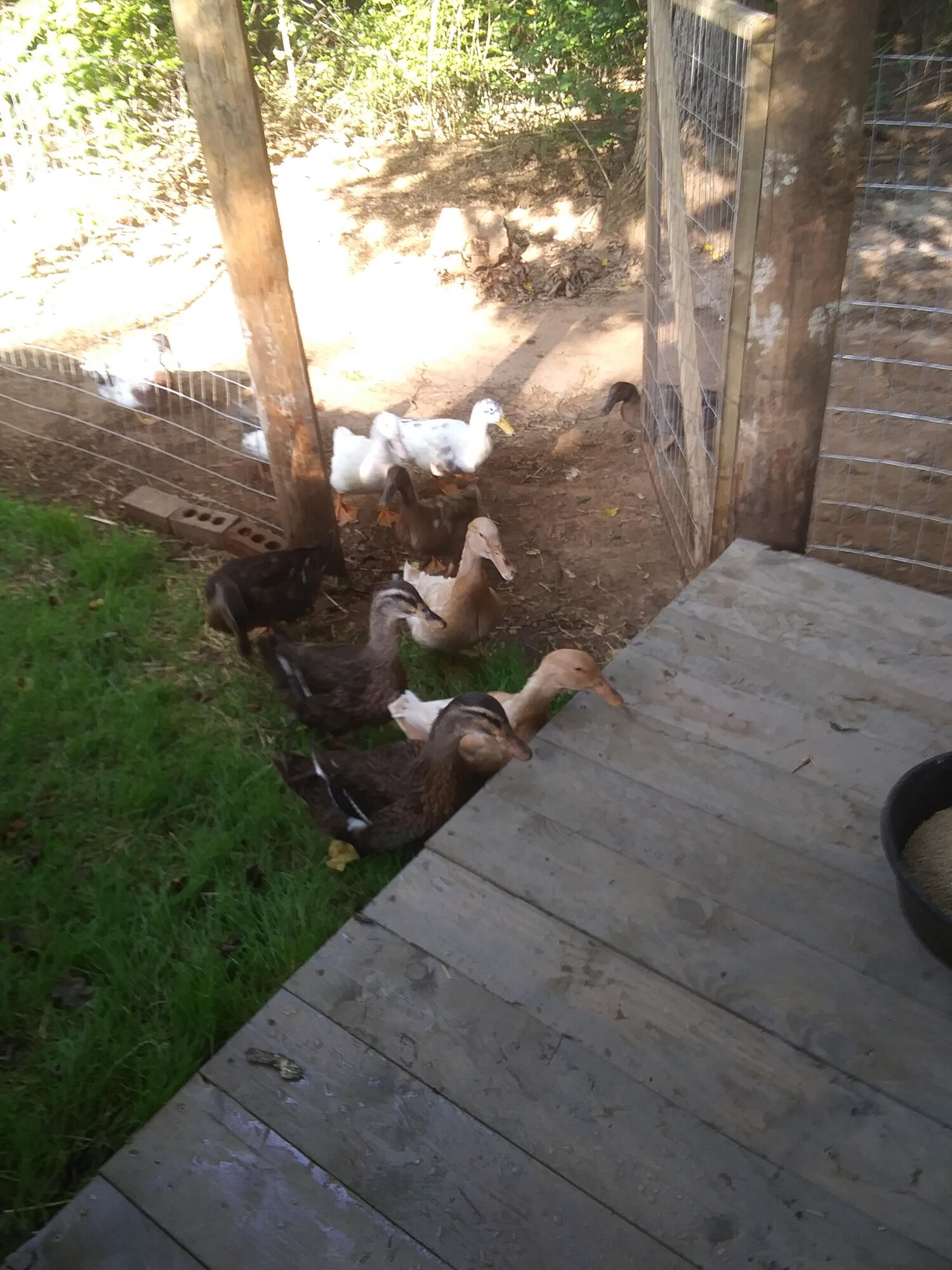Checking out their new yard