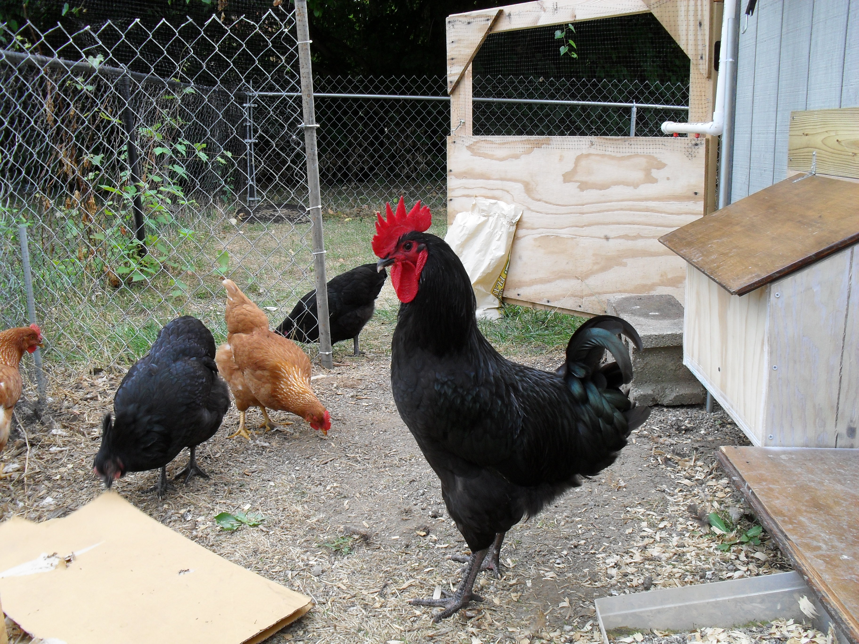 checking out their run area after I installed the new nestboxes