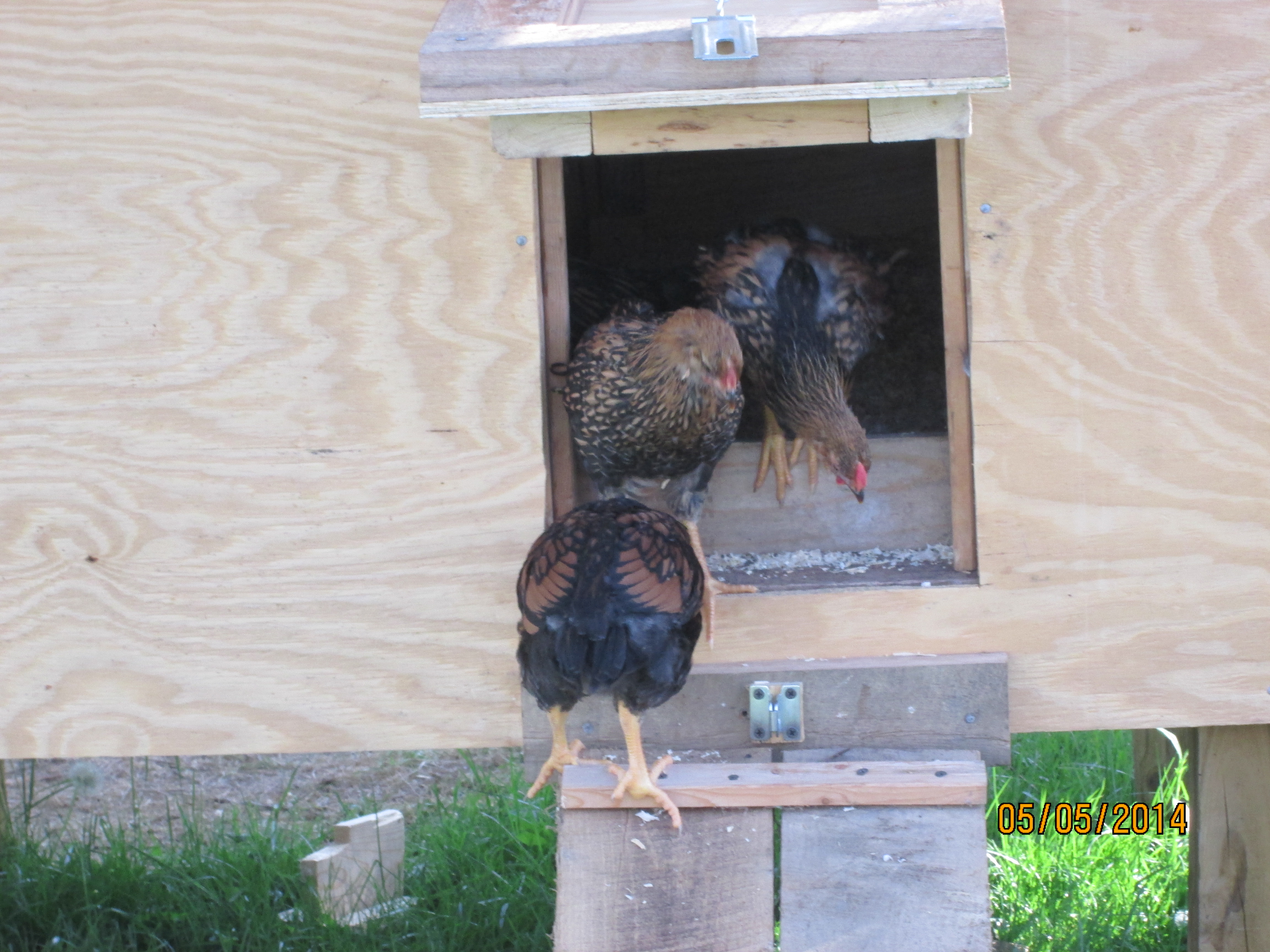 Checking out there ramp coop livable