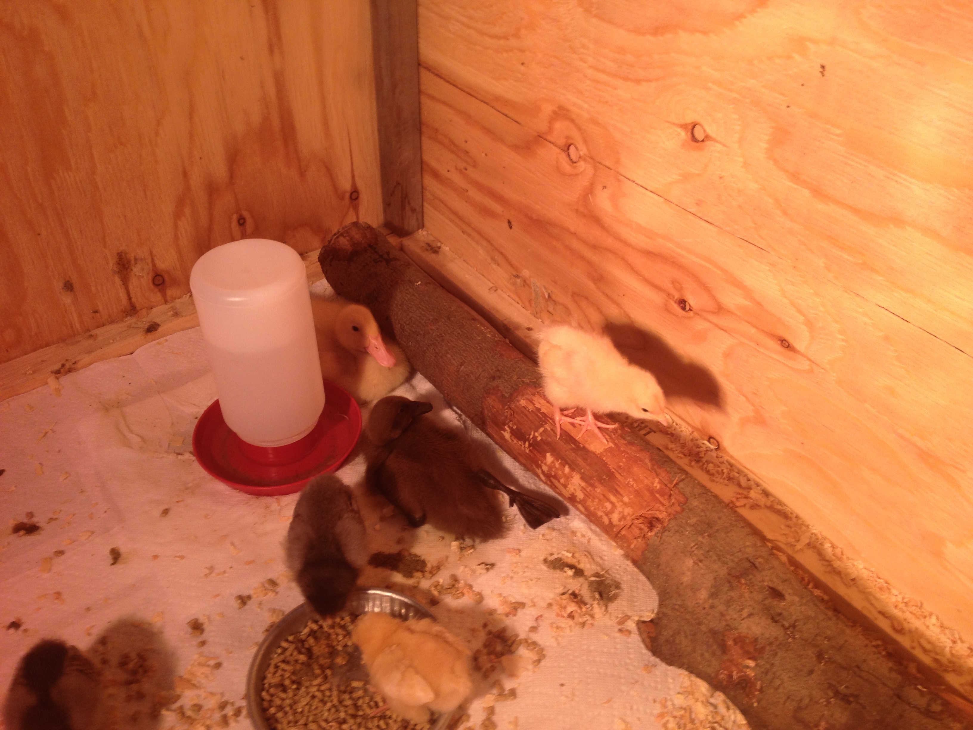 Checking out thier new log