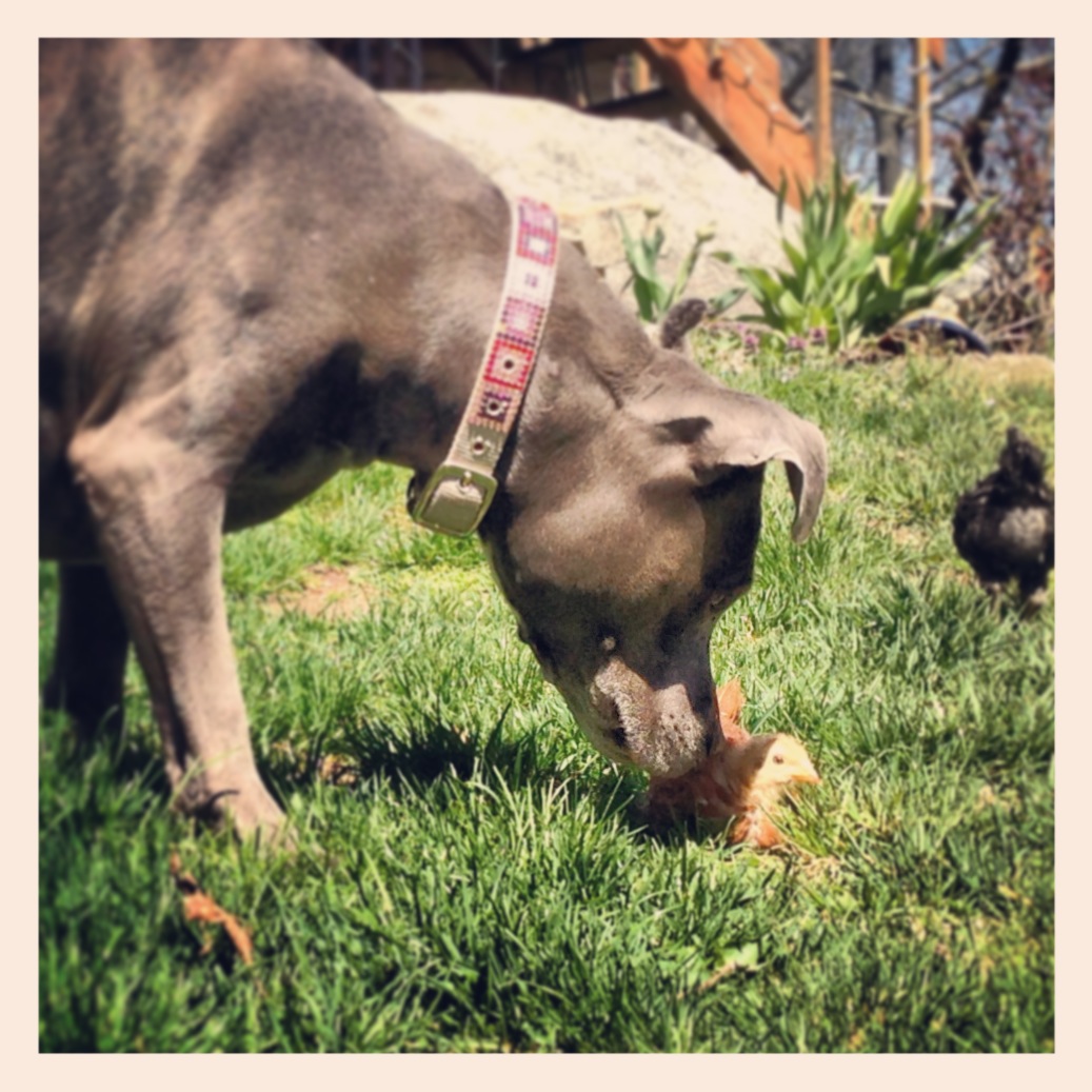 Checking out this chicken right here.