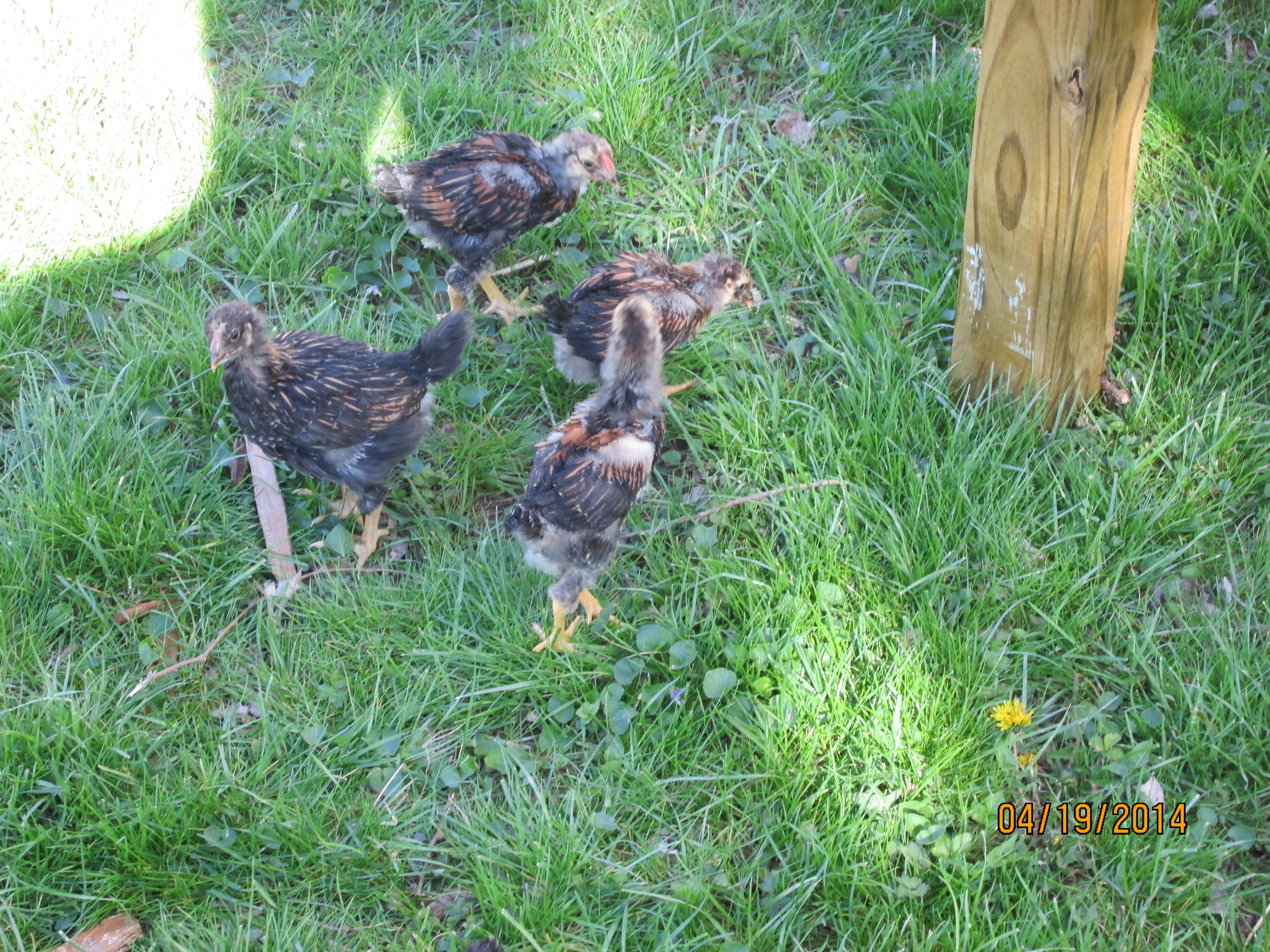 Checking out underside of their unfinished coop