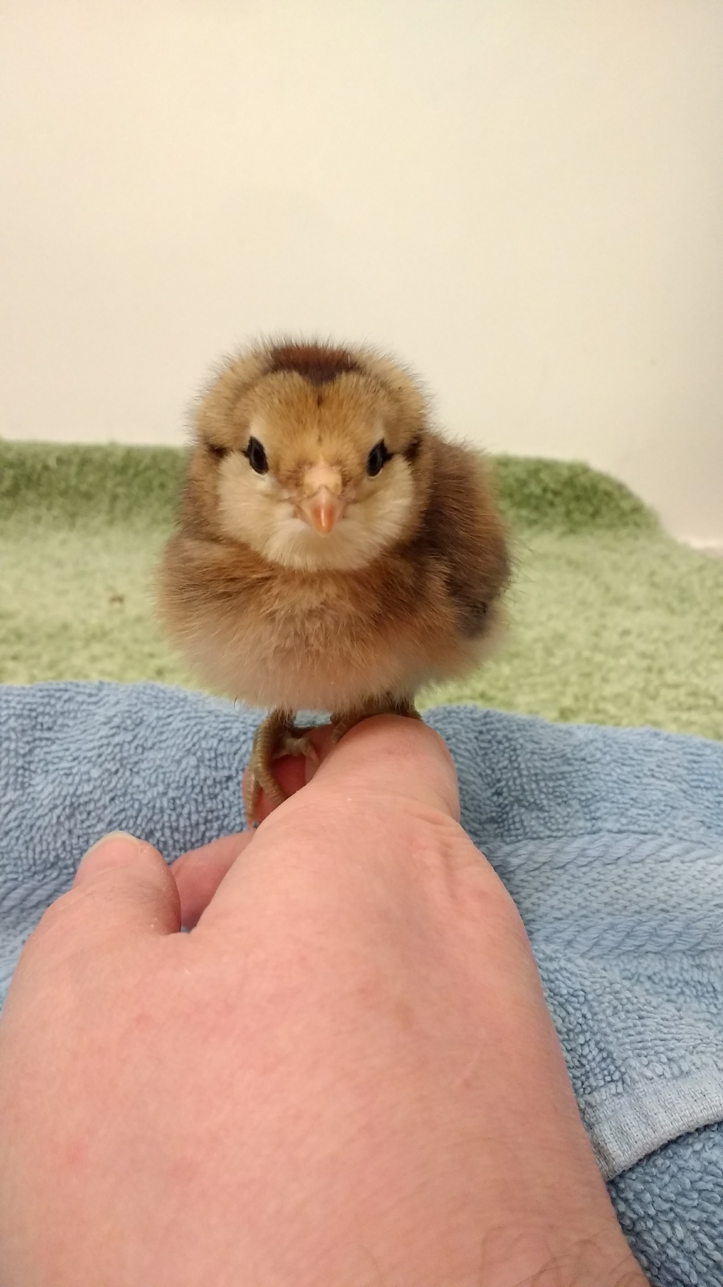 Cheeks did NOT want to look me straight in the eye/cell phone camera at all.  But once I let her climb on me she was more than happy to comply.