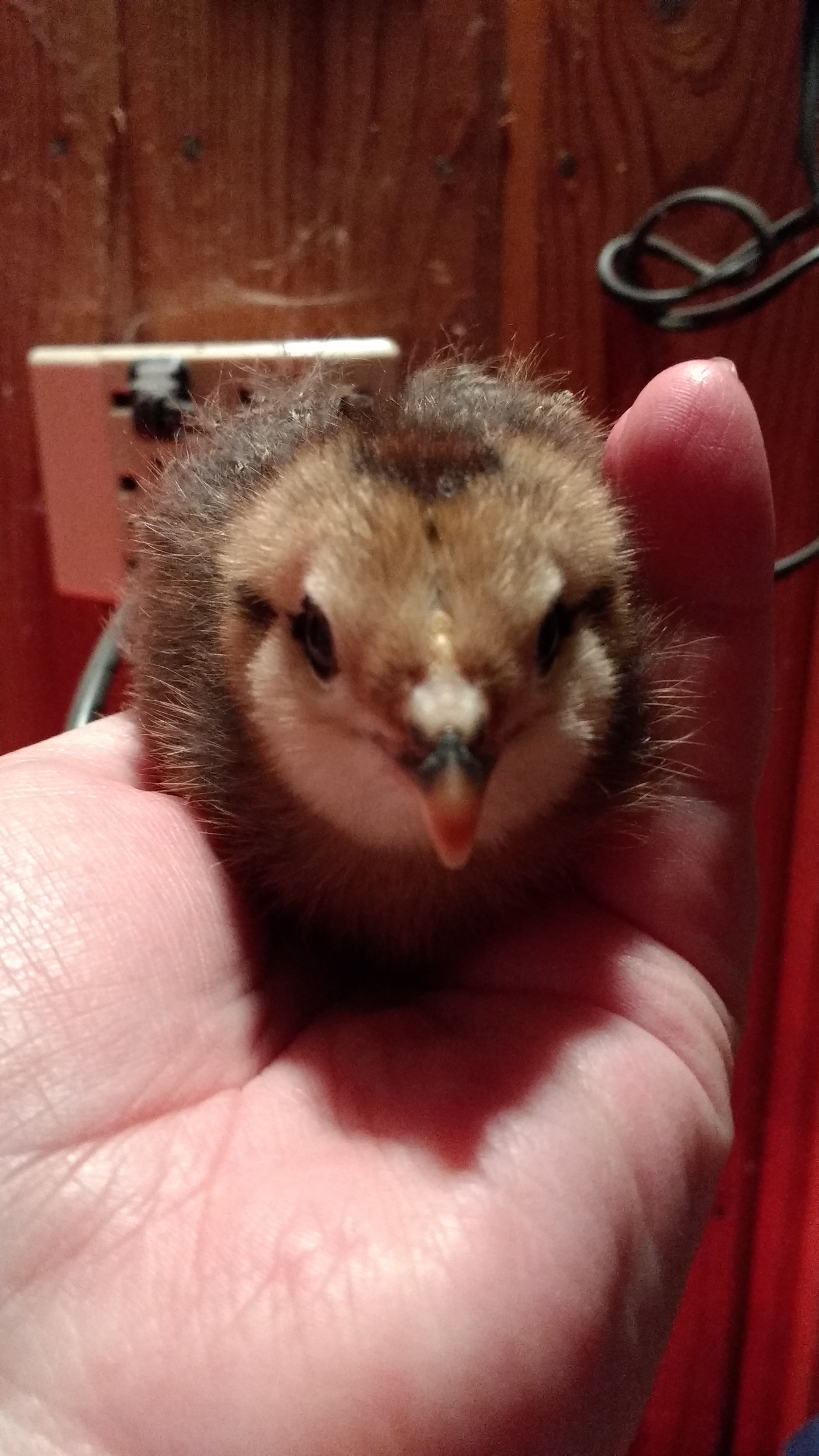 Cheeks, my Ameraucana