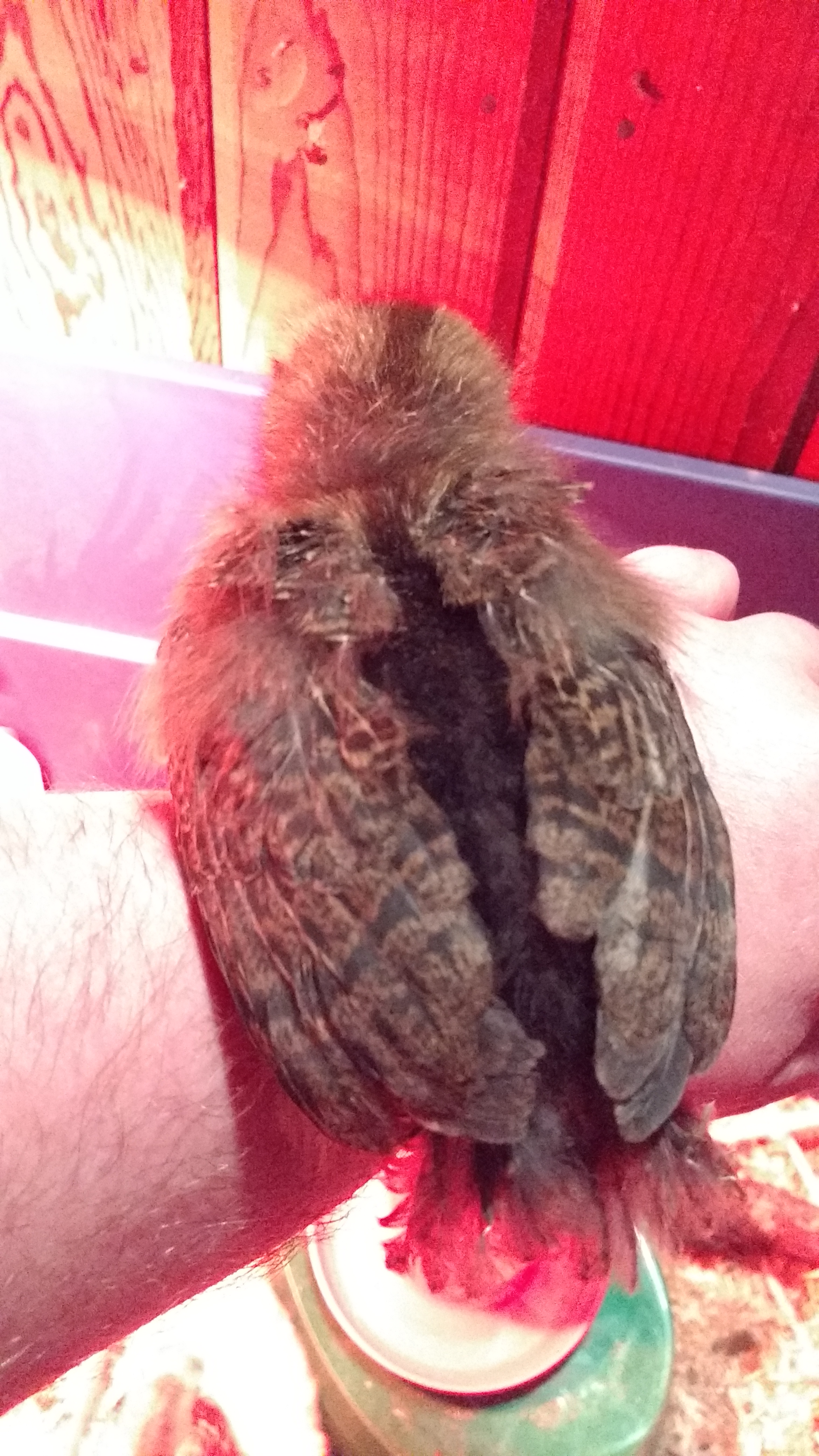 Cheeks showing off her feathers