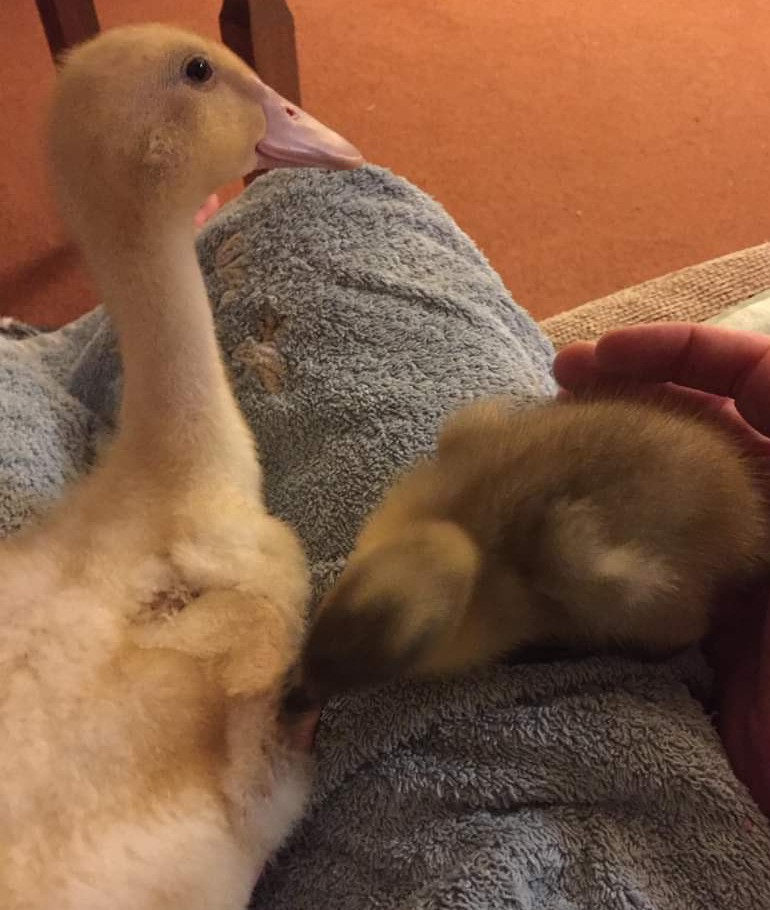 Cheeky duckling!