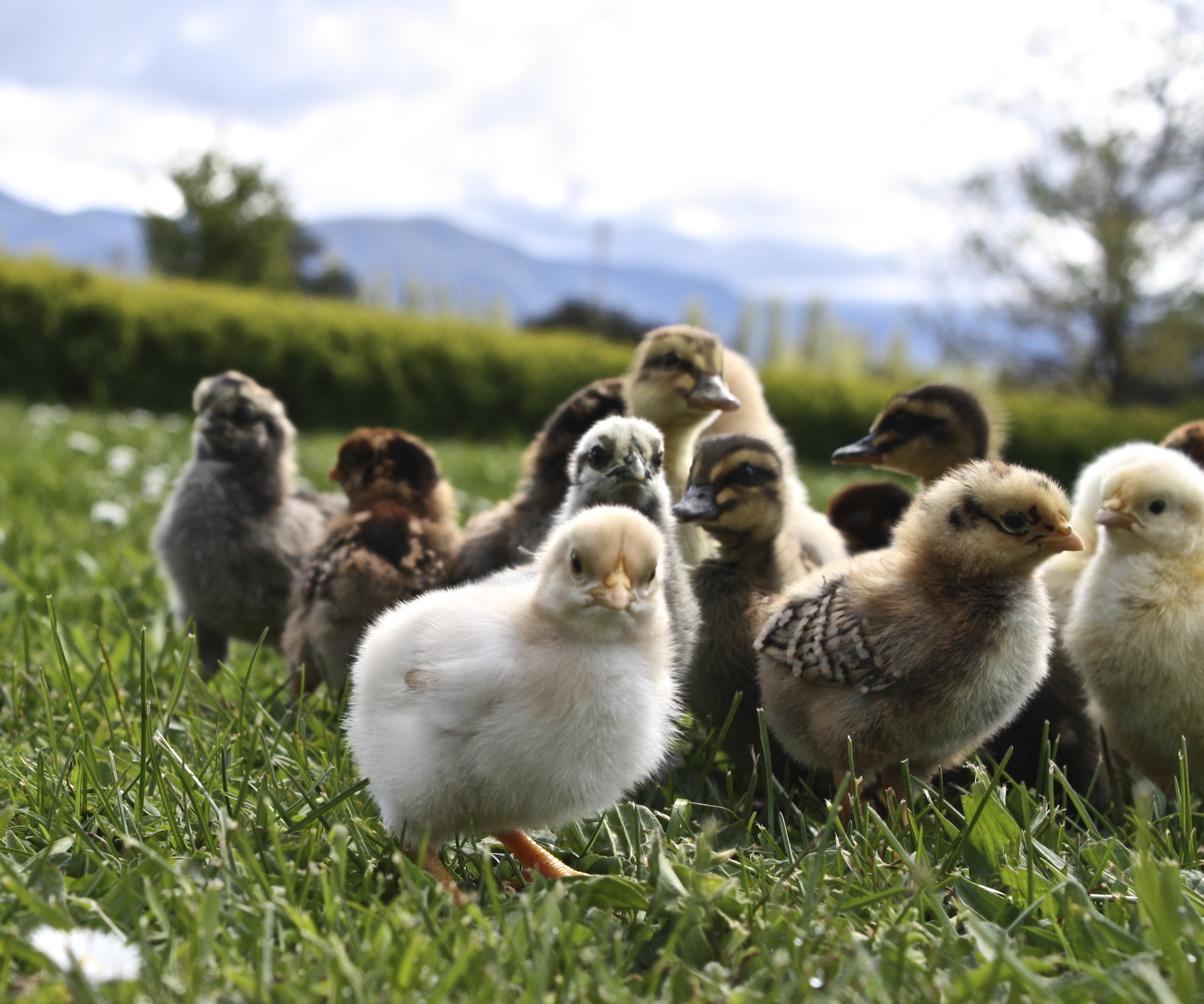 Cheep cheep, quack quack