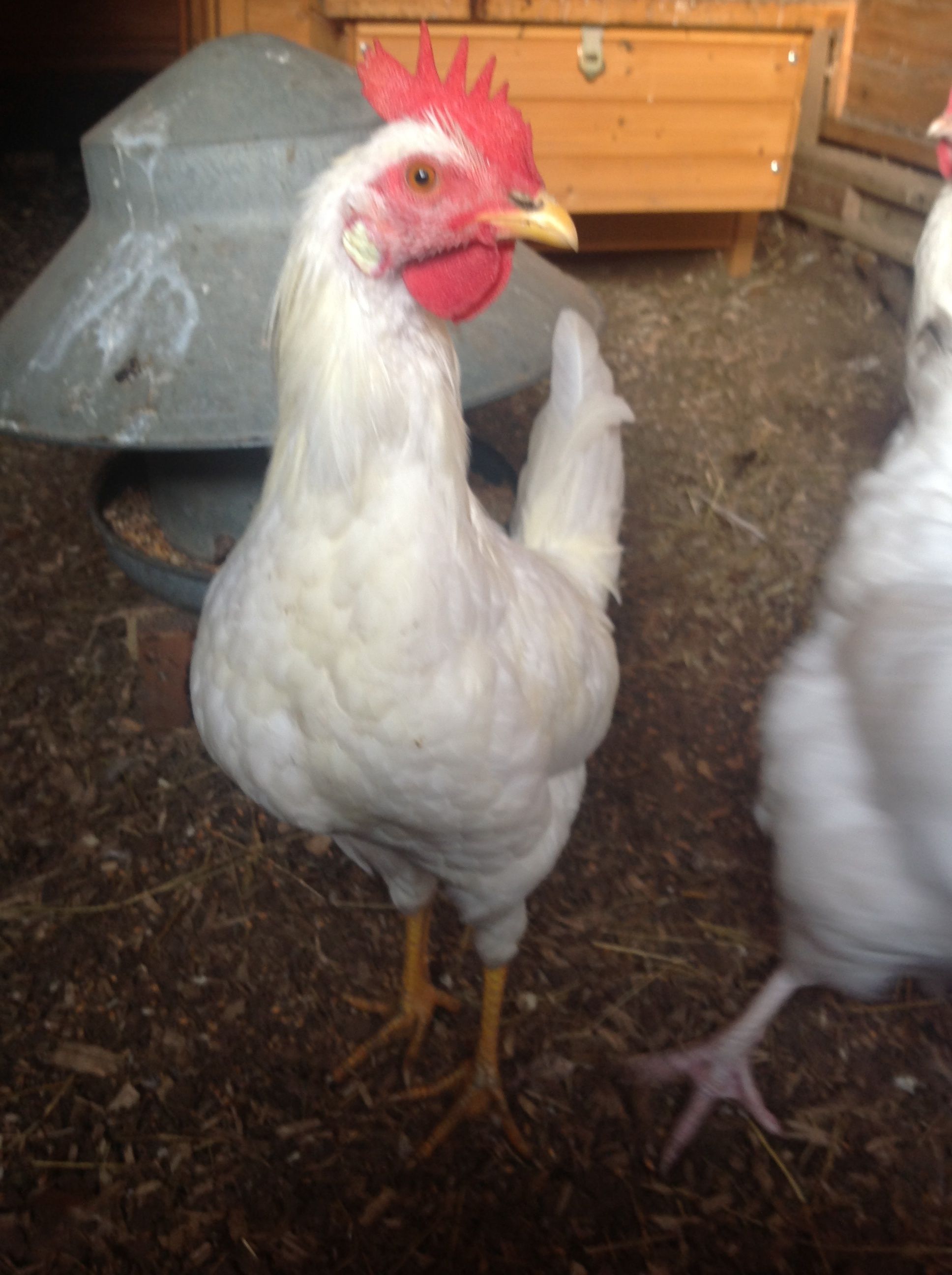 Cheese, My white Leghorn Cockerel