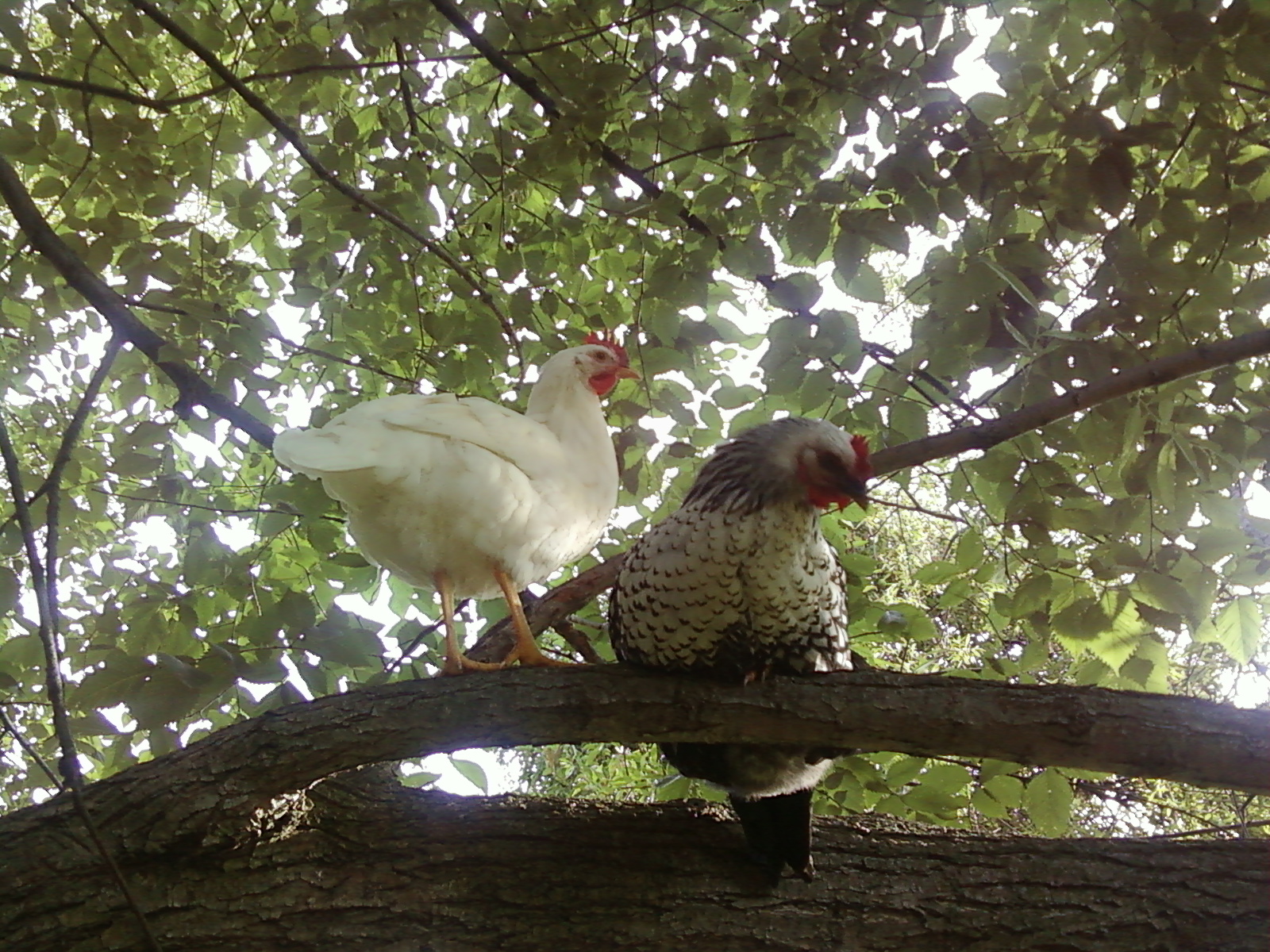 Cheesecake and Gonzo roosting