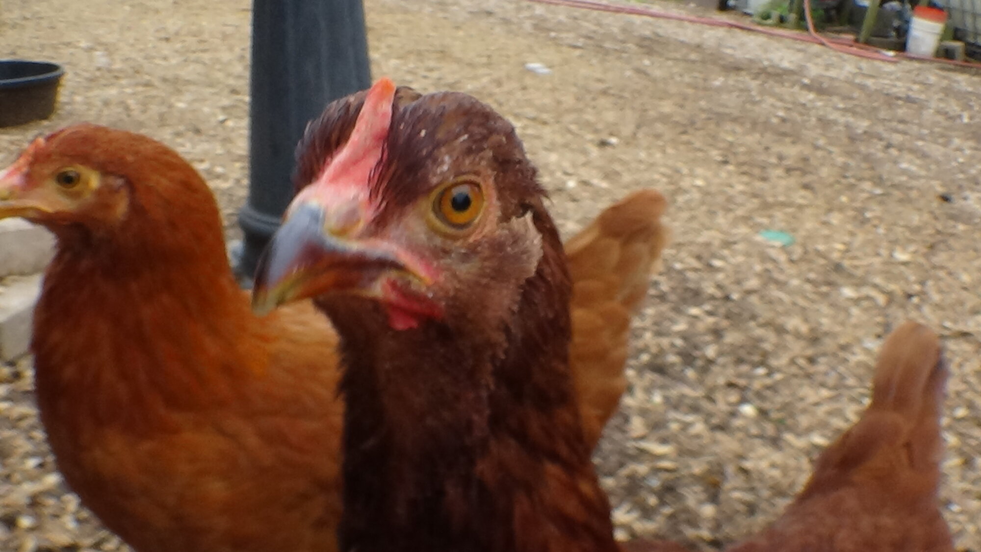 Cherry 4 (Rusty 4).JPG