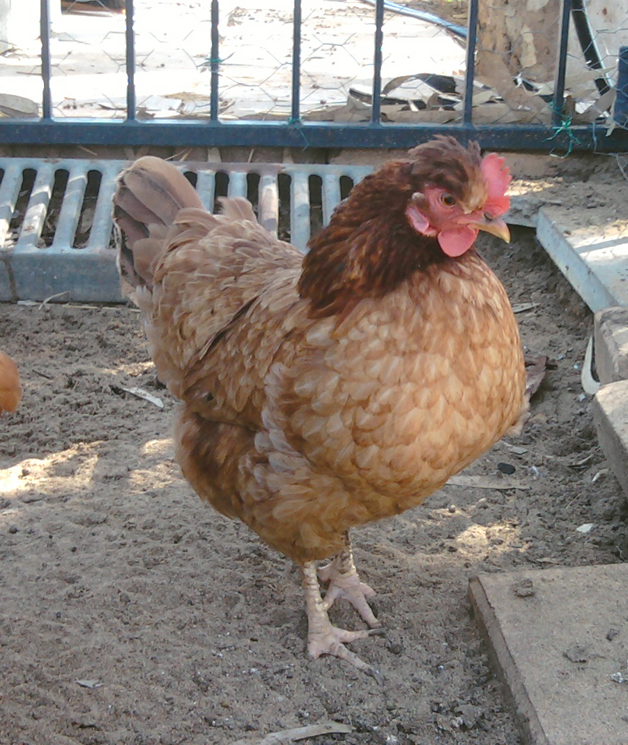 Cherry our wee-est bantam