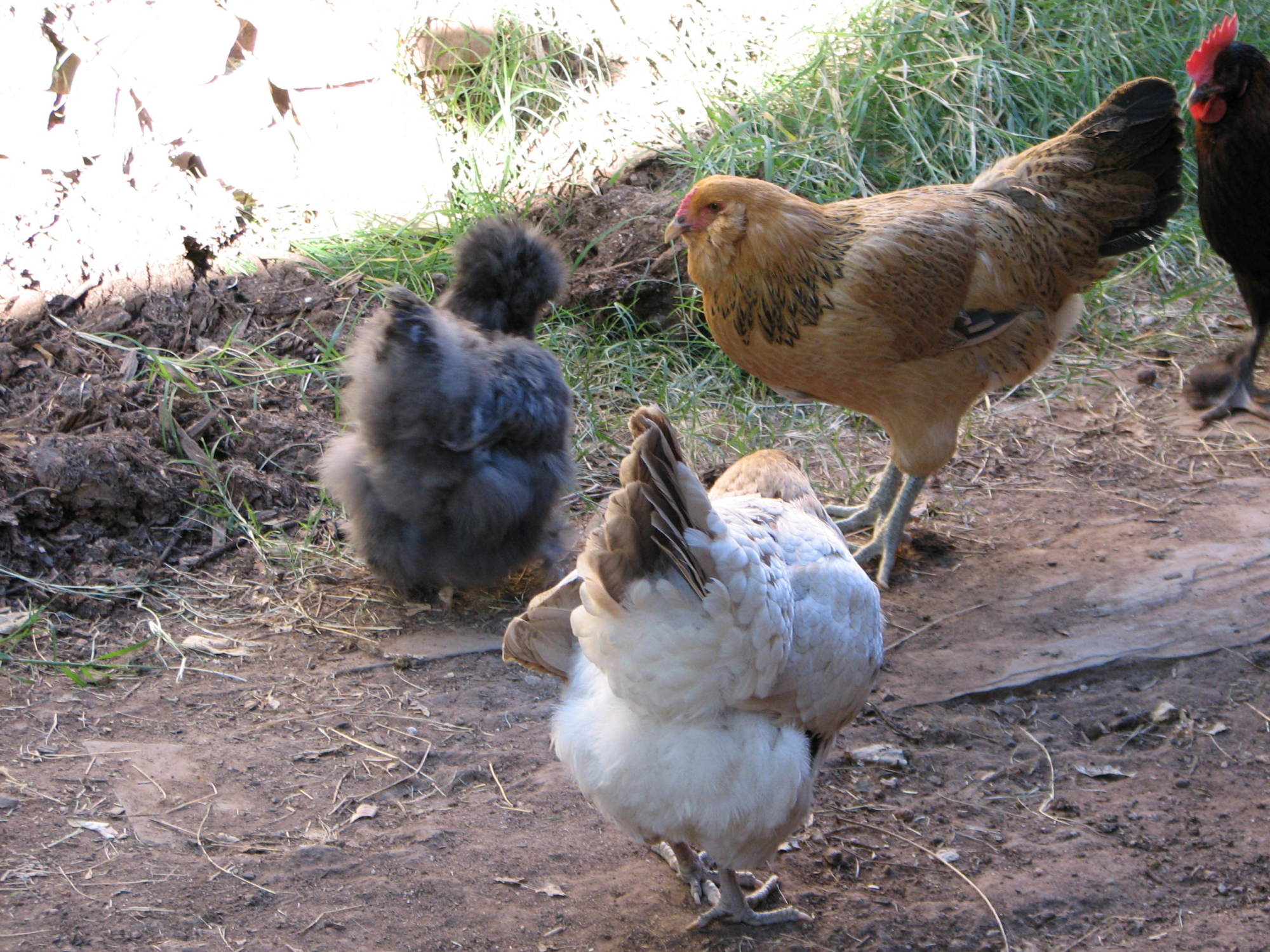 Cheryl our silkie hen, Blondie showing us her bottim & foxy lady from maryhysong..