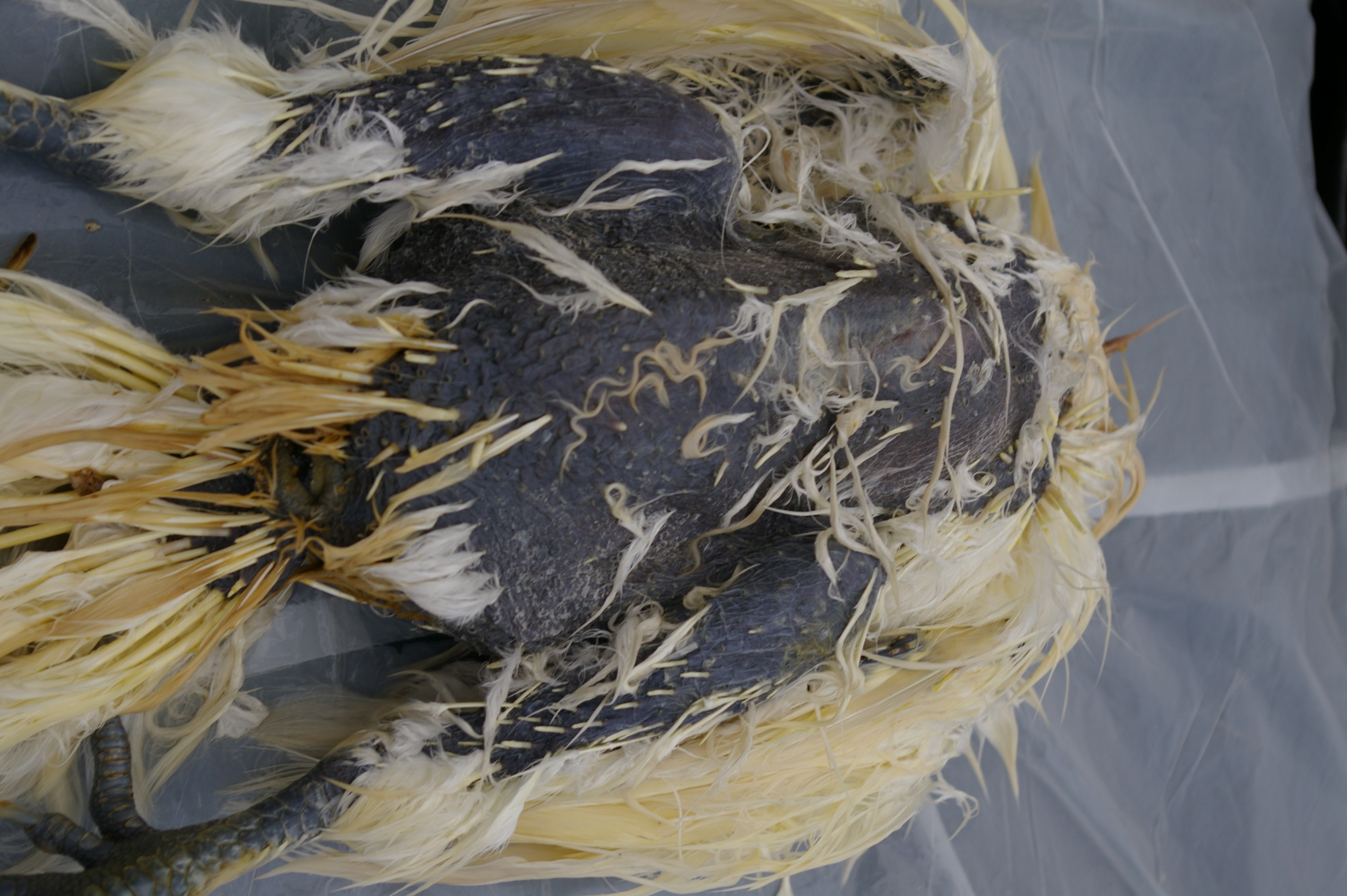 Chest feathers removed