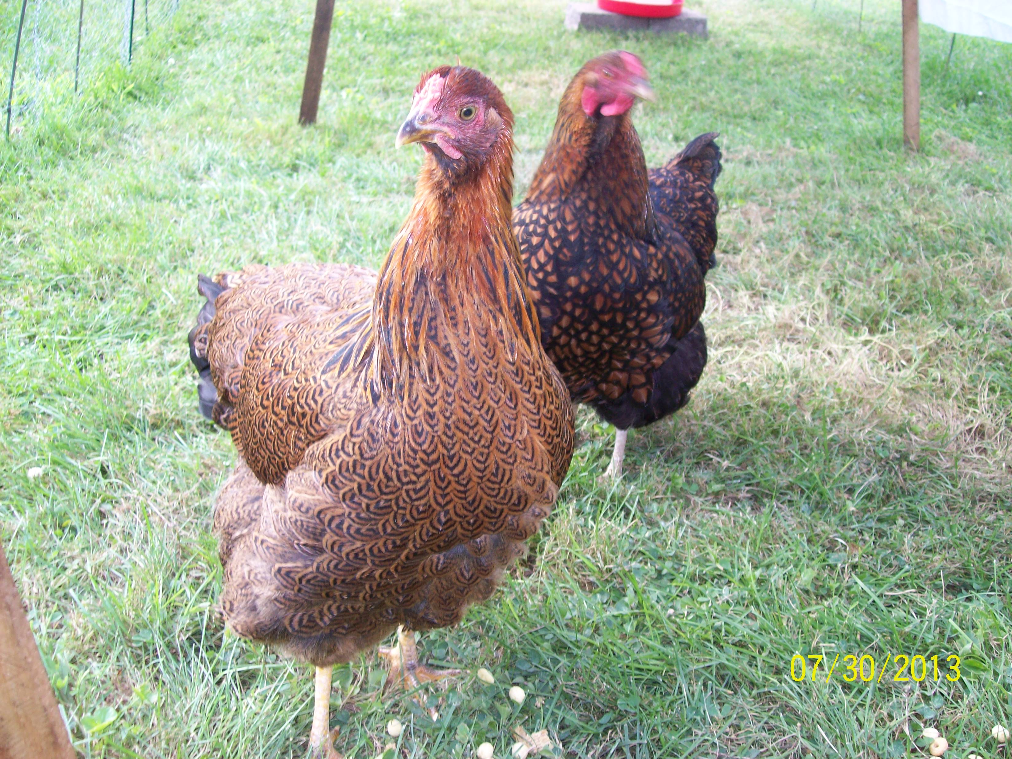 Chest is filling out nicely