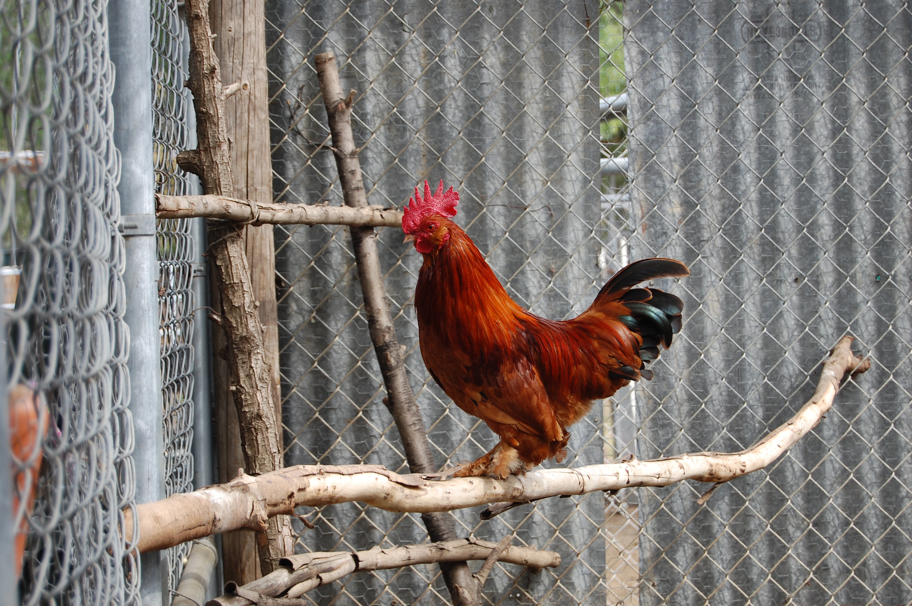 Chester my Rooster