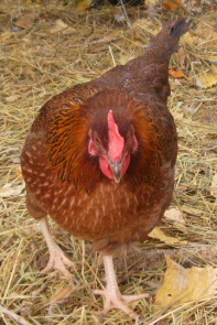 Chester, named after the limping character "Chester" in Gunsmoke. Even though she is a hen I thought the name was perfect. She has a crippled leg and limps. She is now about 8 months old and does beautifully!