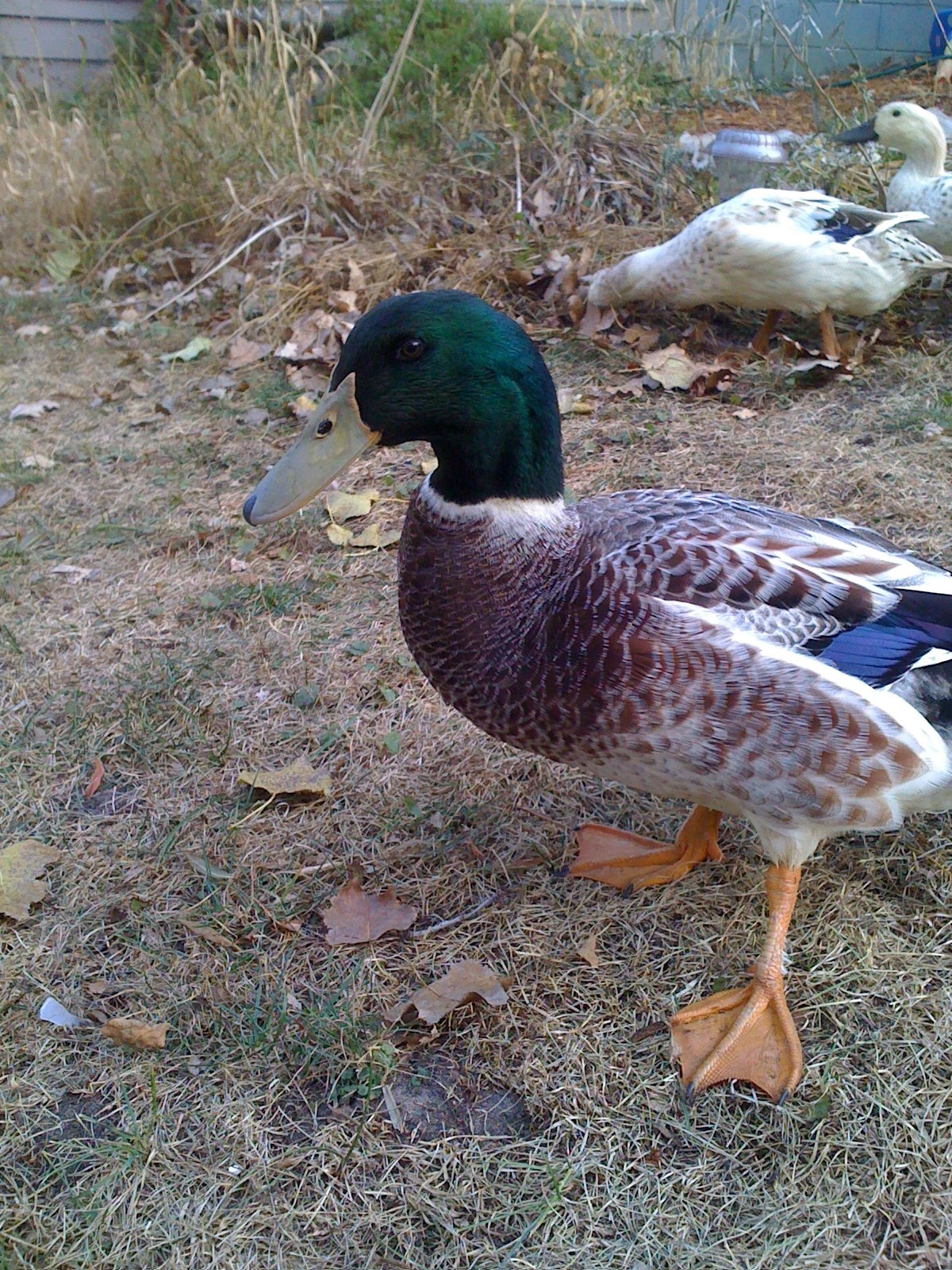 Chester the duck !