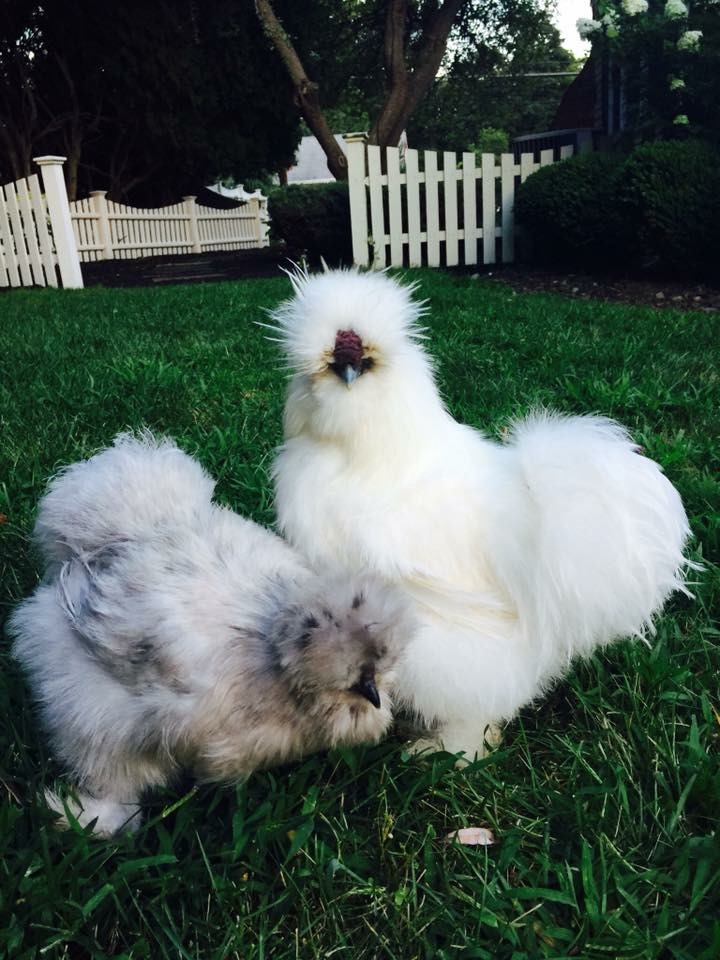 Chewbacca & Hot Sauce