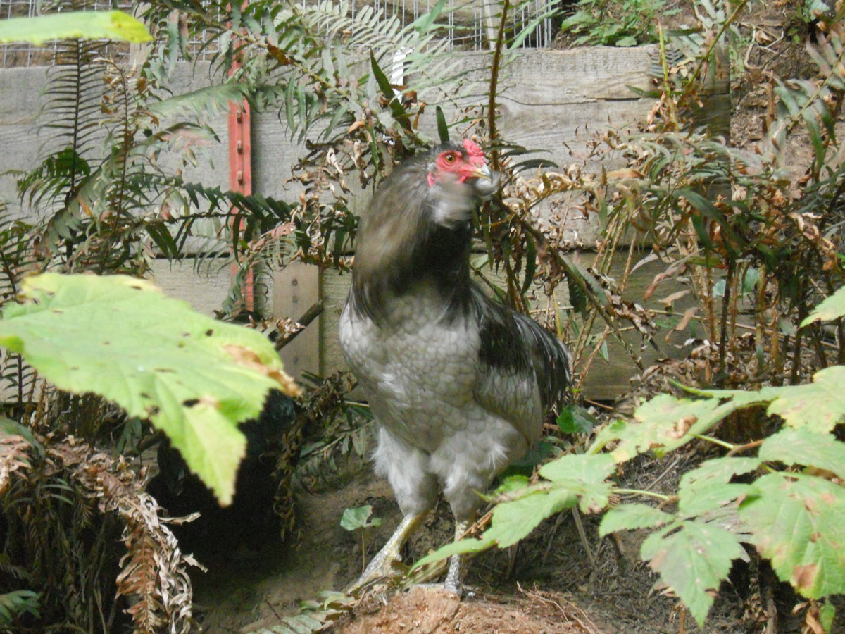 Chiani, rumpless tufted Araucana roo
