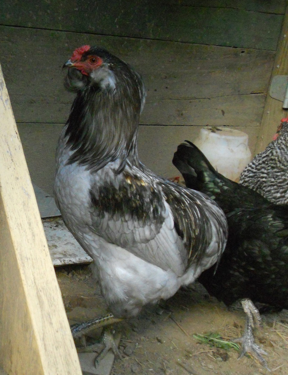 Chiani, rumpless tufted Araucana roo