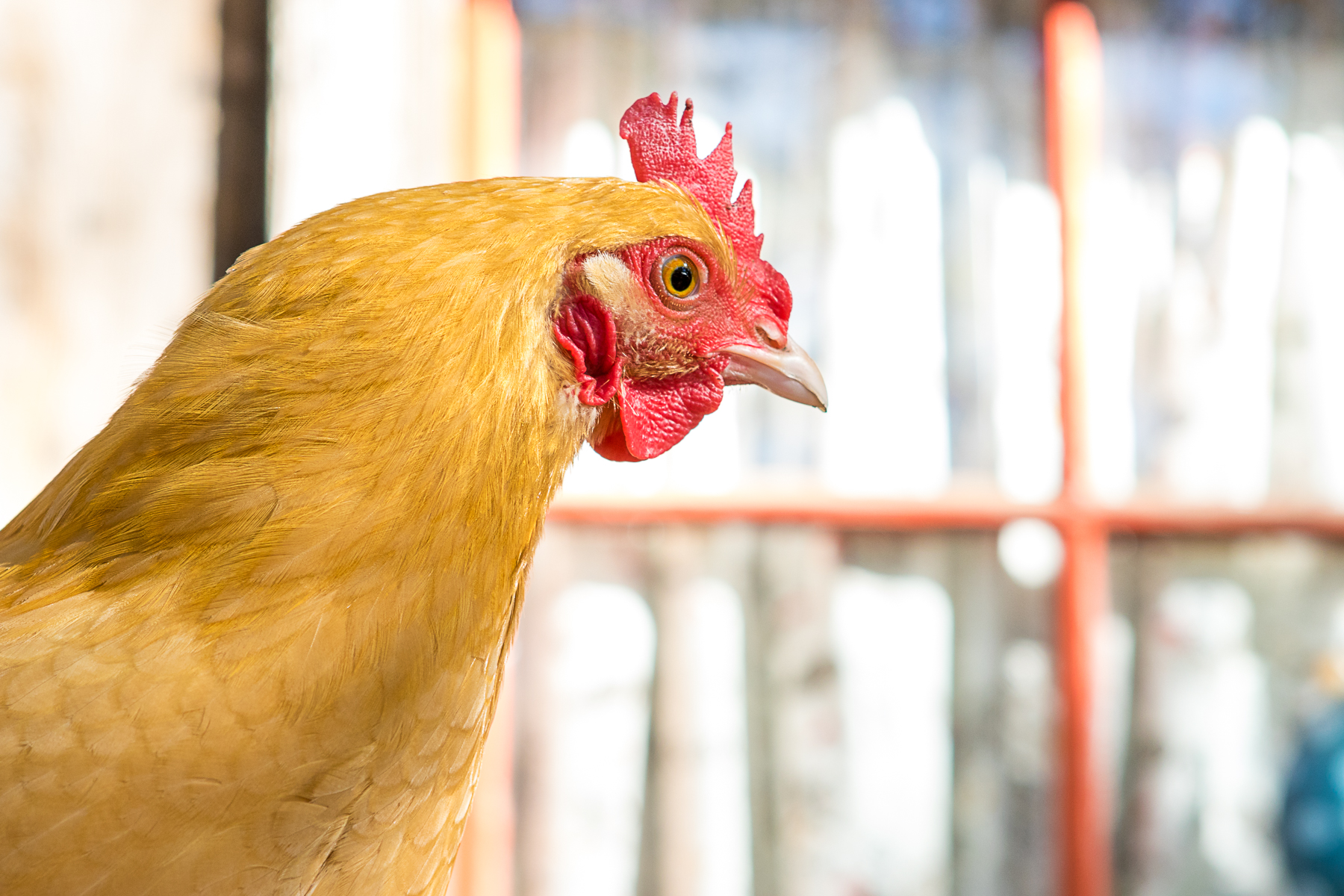 Chica (Buff Orpington)