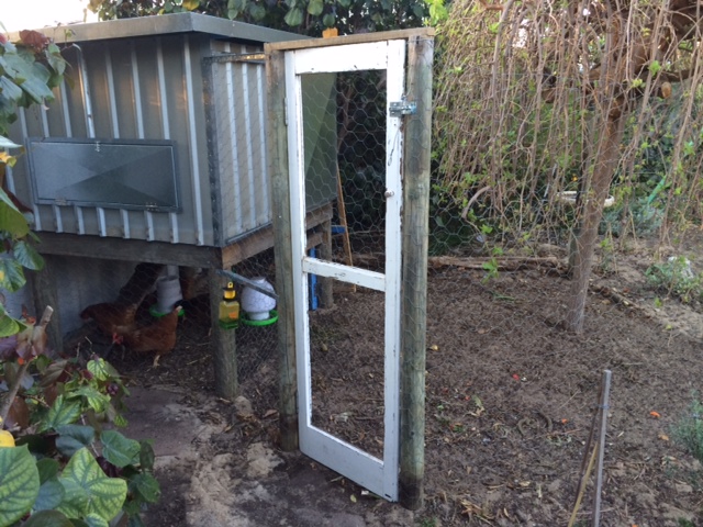 Chicen coop  - Made entirely from re-cycled material (except the floor) from council bulk rubbish collection waste out the front of houses in my area, and Mum's old shed.