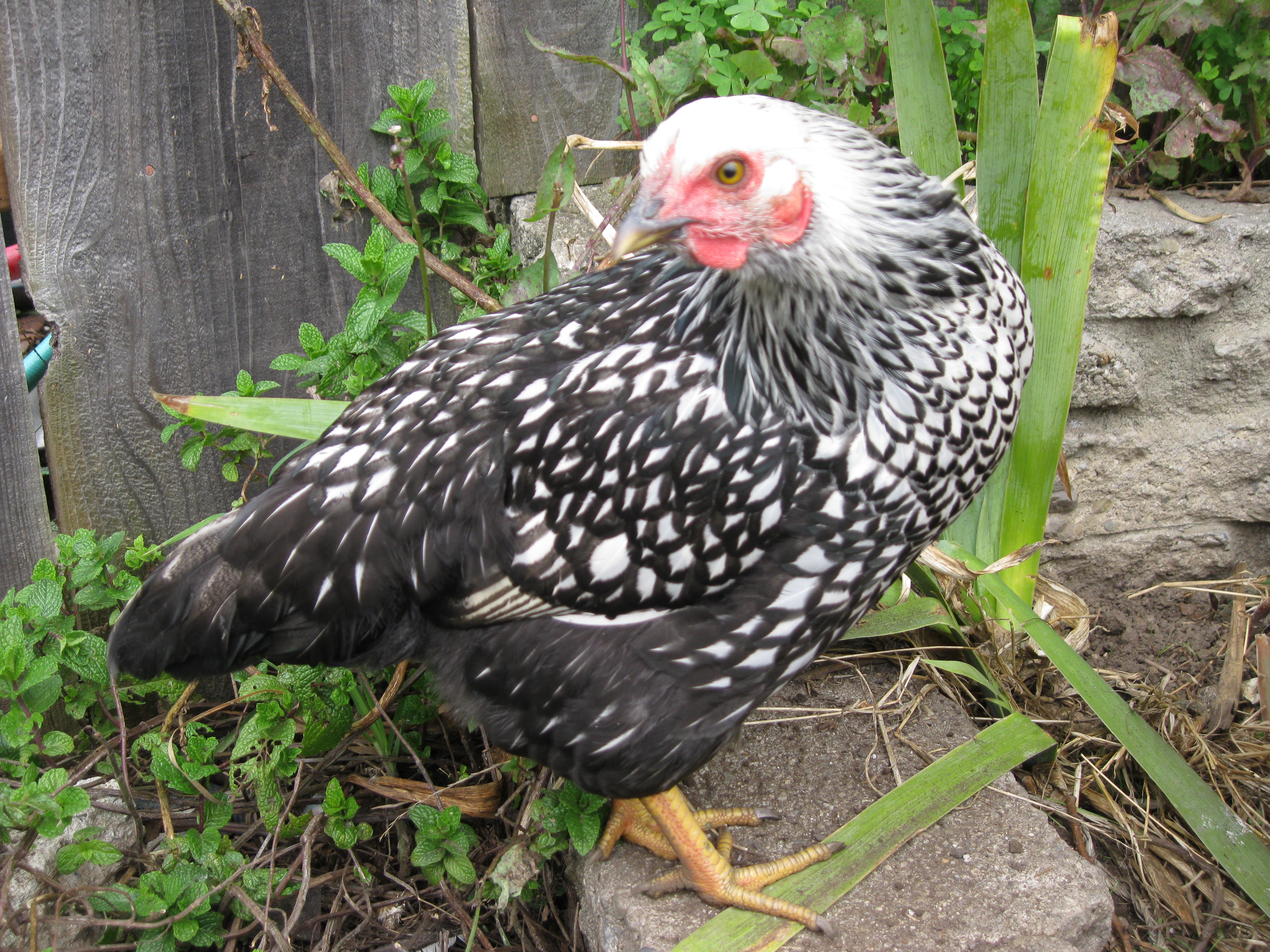 Chichi is a silver laced wyandotte. She is now the boss hen in our little flock. Shocking to Nugget.