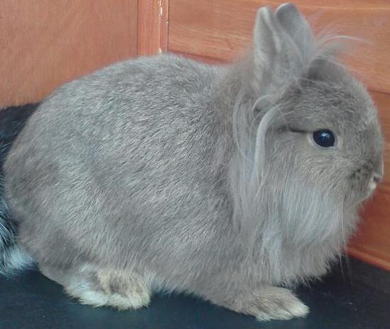 ChiChi, my little 1/2 & 1/2