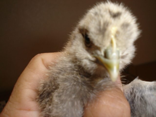 chick # 1@ 5wks
