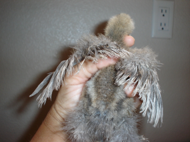 chick #1 @5wks