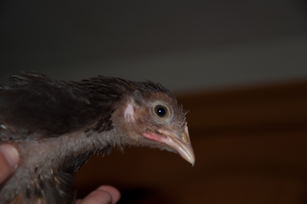 Chick 1 again