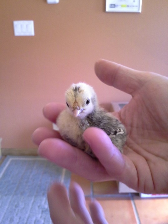 Chick 1 = bare grey legs