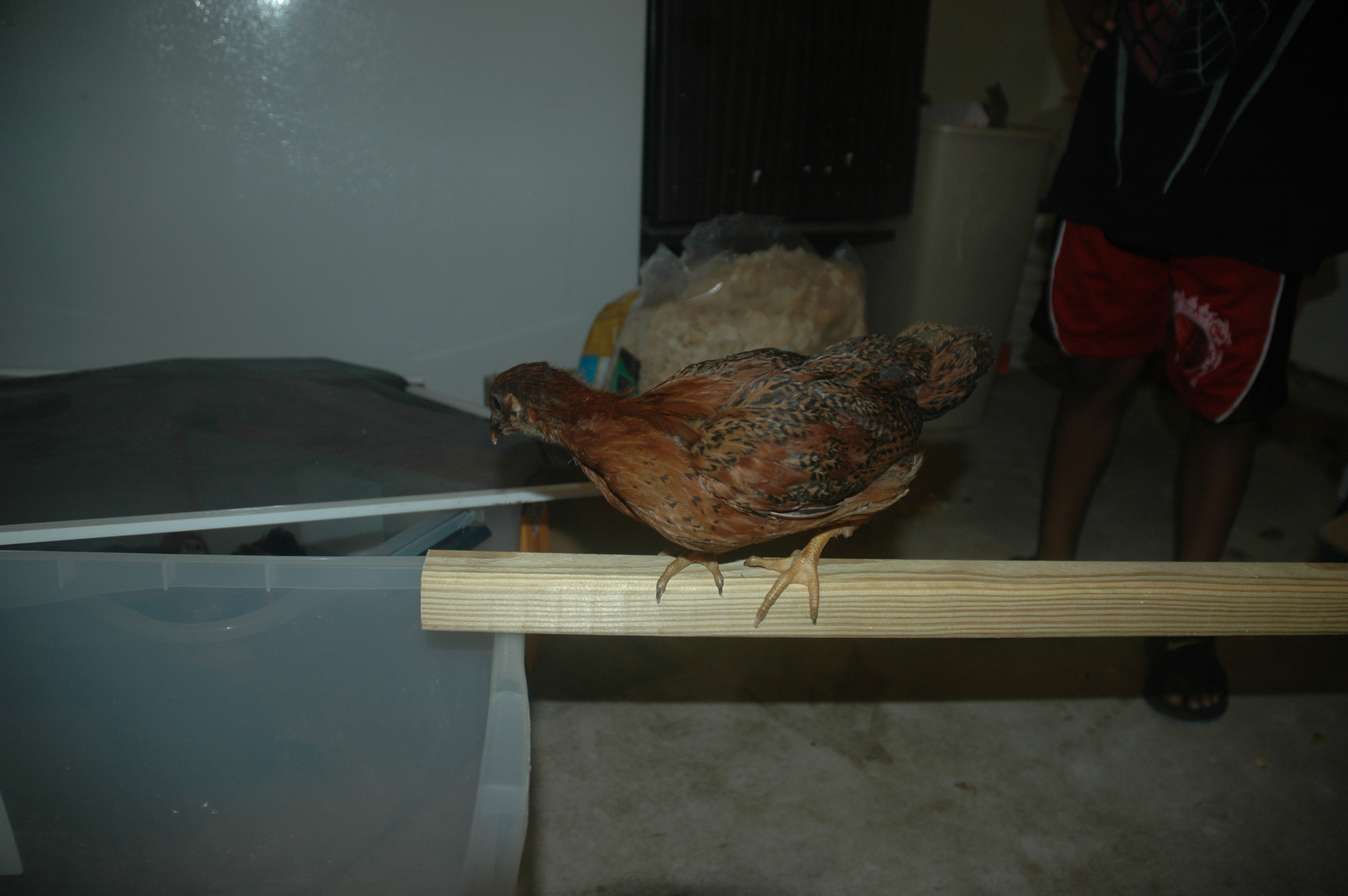 chick 1 c