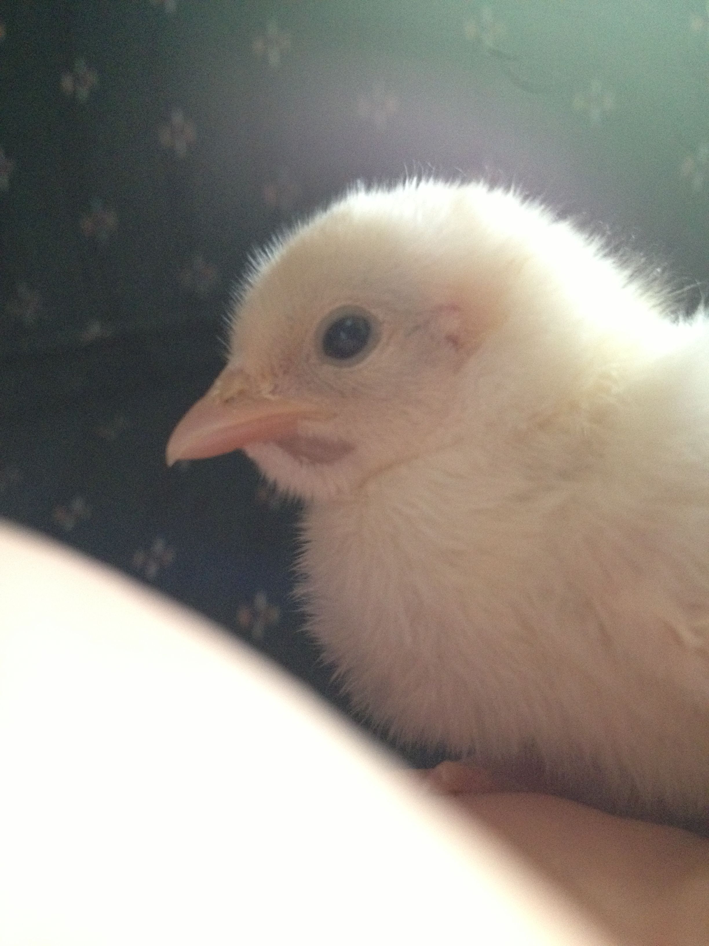 Chick 1 - Face, is this the start of wattles