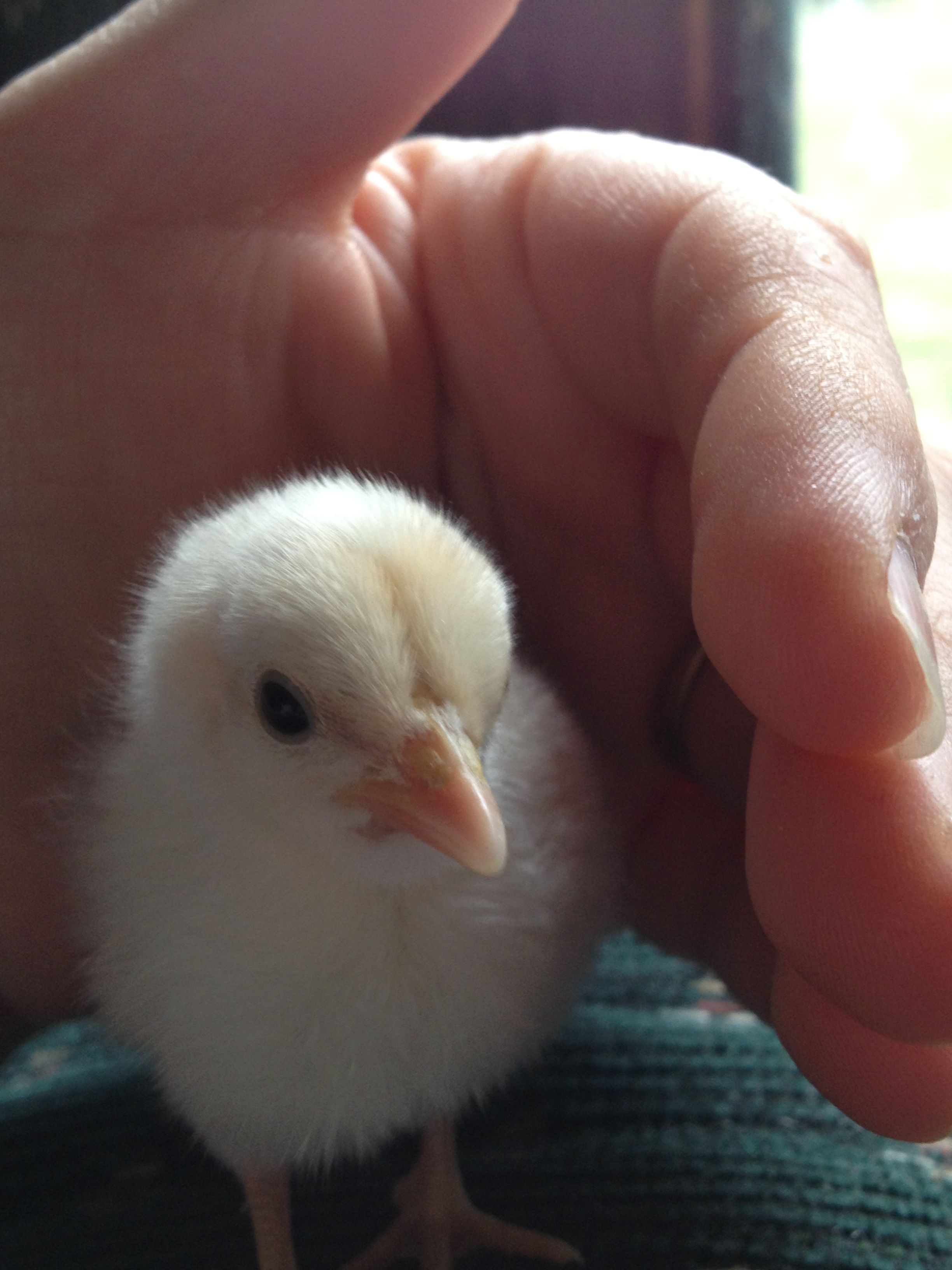 Chick 1 - Front