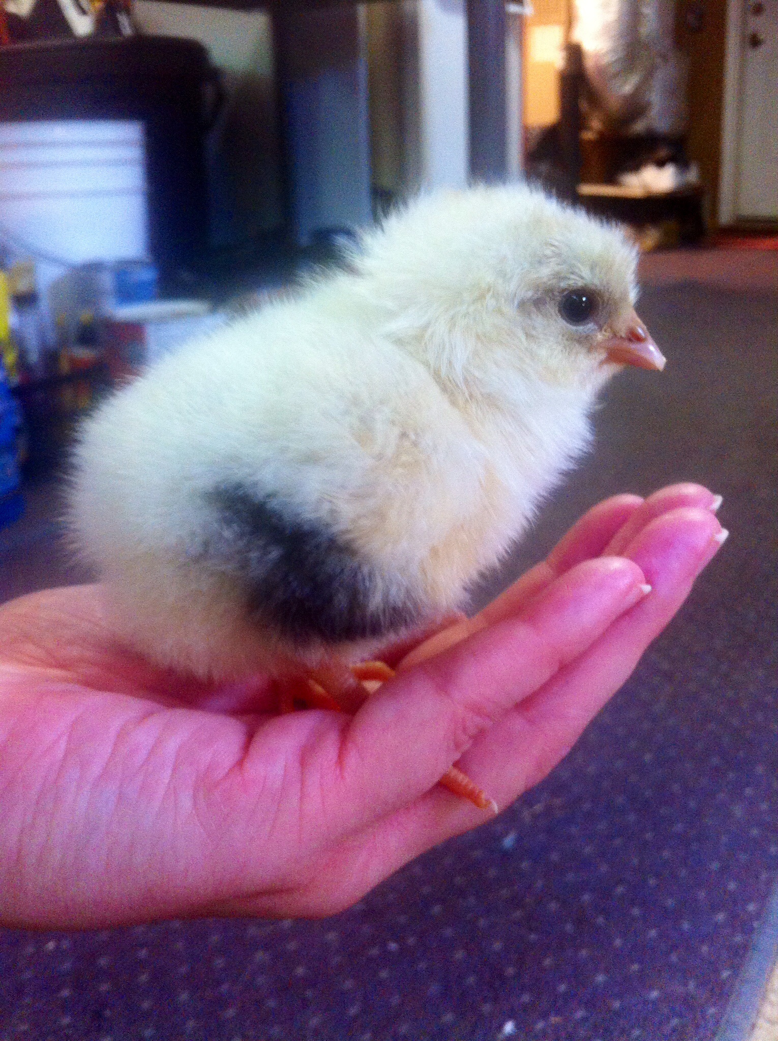Chick #1. Guessing he's a boy based off if feather on day 2